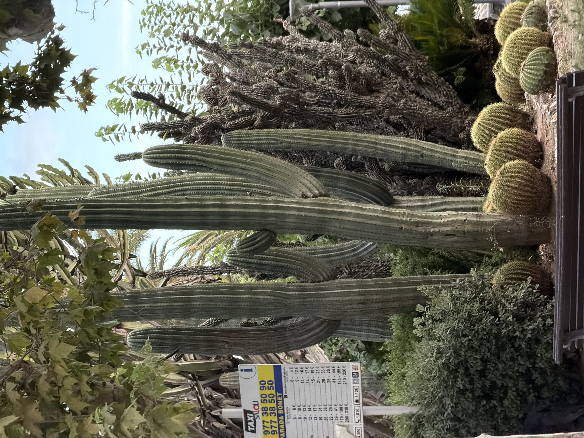 The image depicts a lush, green outdoor environment featuring a variety of cacti, shrubs, and trees under a bright, hazy sky. In the foreground, a dark wooden bench is visible. To the left of the bench, a dense, bushy green shrub is prominent. Several spherical cacti, varying in size and coloration from bright green to yellowish-green, are clustered together to the right of the shrub, with some larger, columnar cacti behind them.
Dominating the mid-ground are several tall, ribbed columnar cacti, the largest of which is centrally located and shows signs of healthy growth. To the right of these, a dense, spiky, dark brown cactus adds texture to the scene. In the background, palm trees and other leafy foliage create a layered effect.
A white sign with blue and yellow accents is affixed to a pole on the left side of the image. The sign, in Catalan, displays "TAXI SALOU" at the top, followed by a phone number "977 38 50 90" repeated twice, and the phrase "PARADA BONET". Below this are columns of numbers and prices, indicating taxi fares. The presence of the "TAXI SALOU" sign confirms the location as Salou, Spain. The overall scene suggests a public space, possibly a park or a roadside area, designed with a focus on drought-tolerant plants.