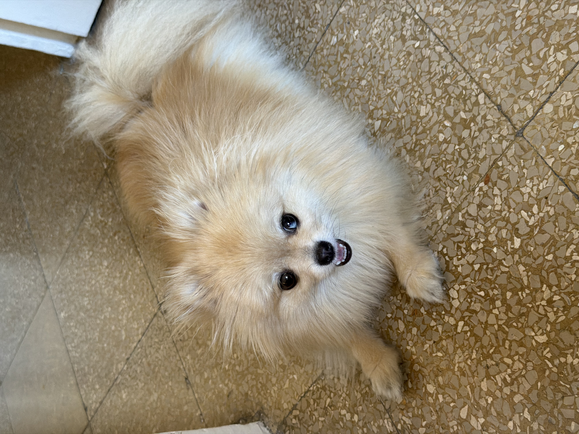 The image shows a Pomeranian dog lying on a terrazzo floor. The dog is light cream in color with fluffy fur. It is looking up at the camera with its mouth slightly open, showing its tongue and teeth. One of its eyes appears to be blue, while the other is dark brown. The floor is made of light brown tiles with darker speckles. In the upper left corner of the image, a white baseboard is visible, suggesting the dog is indoors. The lighting suggests it is daytime. The overall scene is candid and captures the dog in a relaxed pose. The location context is Barcelona, Spain, but there are no specific visual cues in the image to confirm this. There is no visible text in the image.