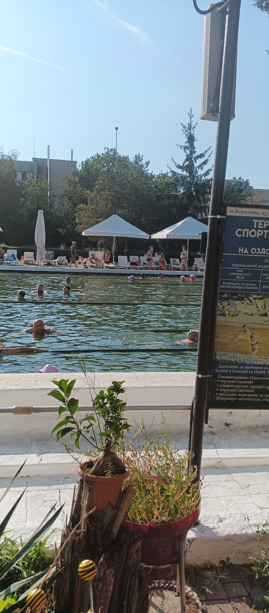 The image captures a sunny day at an outdoor swimming pool complex, likely located in Berehove, Ukraine, as suggested by the text on the sign in the foreground. The pool is filled with people, some swimming and others relaxing in lounge chairs under white umbrellas along the poolside. The water is calm with ripples, indicating a still day.
In the foreground, a weathered wooden stump serves as a base for potted plants, one in a terracotta pot and another in a red pot. Two decorative bumblebees on springs are attached to the stump. The area around the pool is paved with white tiles and steps.
A tall metal pole with a light fixture or speaker stands prominently in the right side of the frame. A dark sign attached to the pole displays Cyrillic text, likely advertising the thermal waters and their health benefits, mentioning "m.Berehove," "TERMO," and "SPORT." The background features green trees, buildings, and a clear blue sky with a faint white contrail. The overall impression is one of a recreational thermal complex on a bright, warm day.
