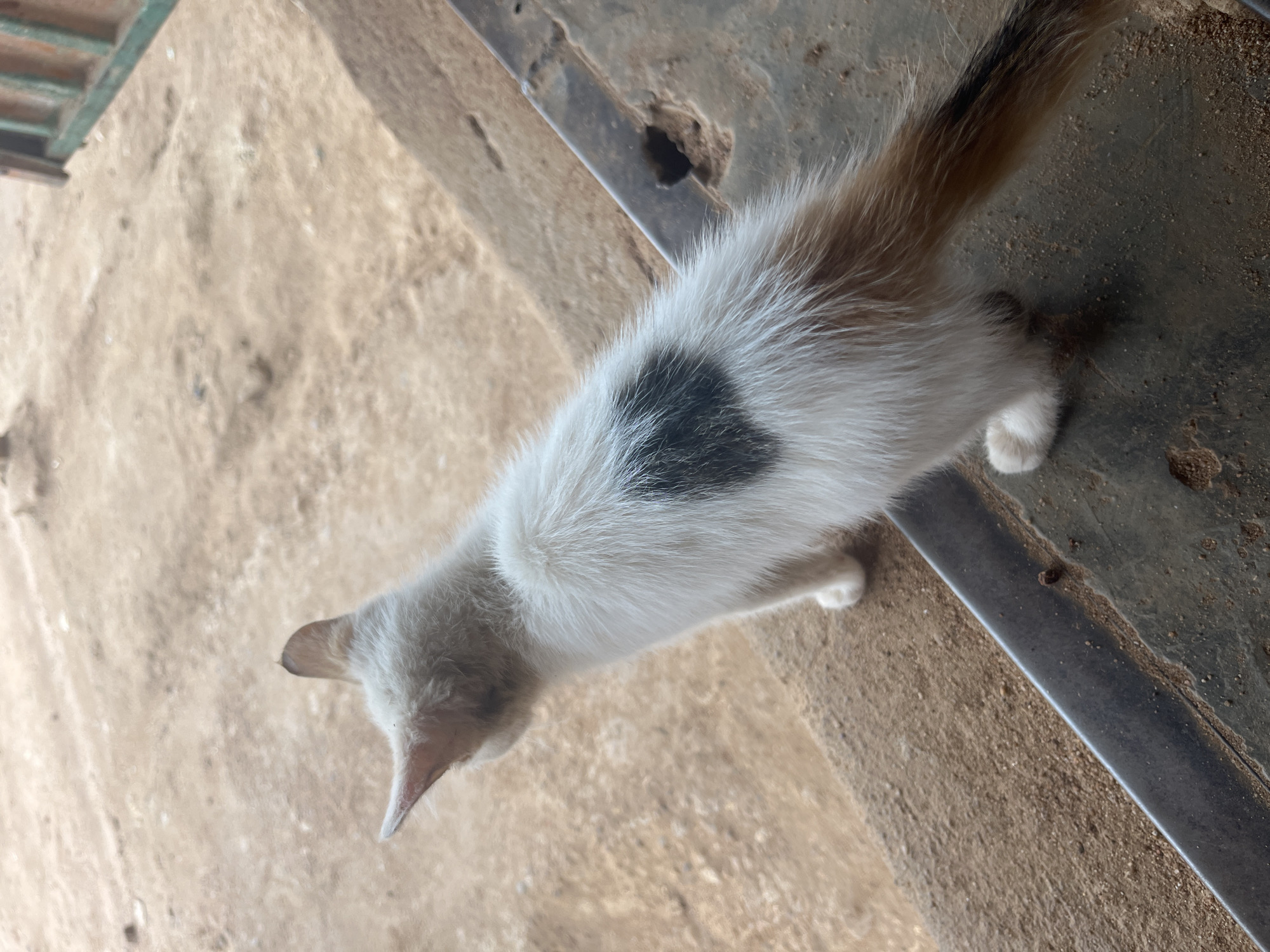 This image shows a calico kitten from a high-angle perspective. The kitten is predominantly white with patches of black and ginger fur, including a distinctive black patch on its back and a striped tail. Its fur appears soft and fluffy. The kitten is positioned on a surface that appears to be a mix of concrete and dirt or sand, with some debris scattered around.
To the right of the kitten is a metal edge, possibly part of a structure or a platform, which is also covered in dust and dirt. Beyond this edge, the surface appears to be rough concrete or stone. To the left of the kitten, the ground is a sandy or dusty texture, with some subtle indentations and variations in color. In the upper left corner, a glimpse of a wooden or metal structure with horizontal slats is visible, painted in a greenish color.
The scene appears to be outdoors, likely in a dusty or rural environment, consistent with the provided location context of Udu, Nigeria. The lighting suggests it is daytime, with natural light illuminating the scene. No specific activity is clearly depicted, but the kitten's pose suggests it might be stretching or moving. There are no visible text elements in the image. The overall impression is a simple, everyday scene featuring a young domestic animal in its environment.