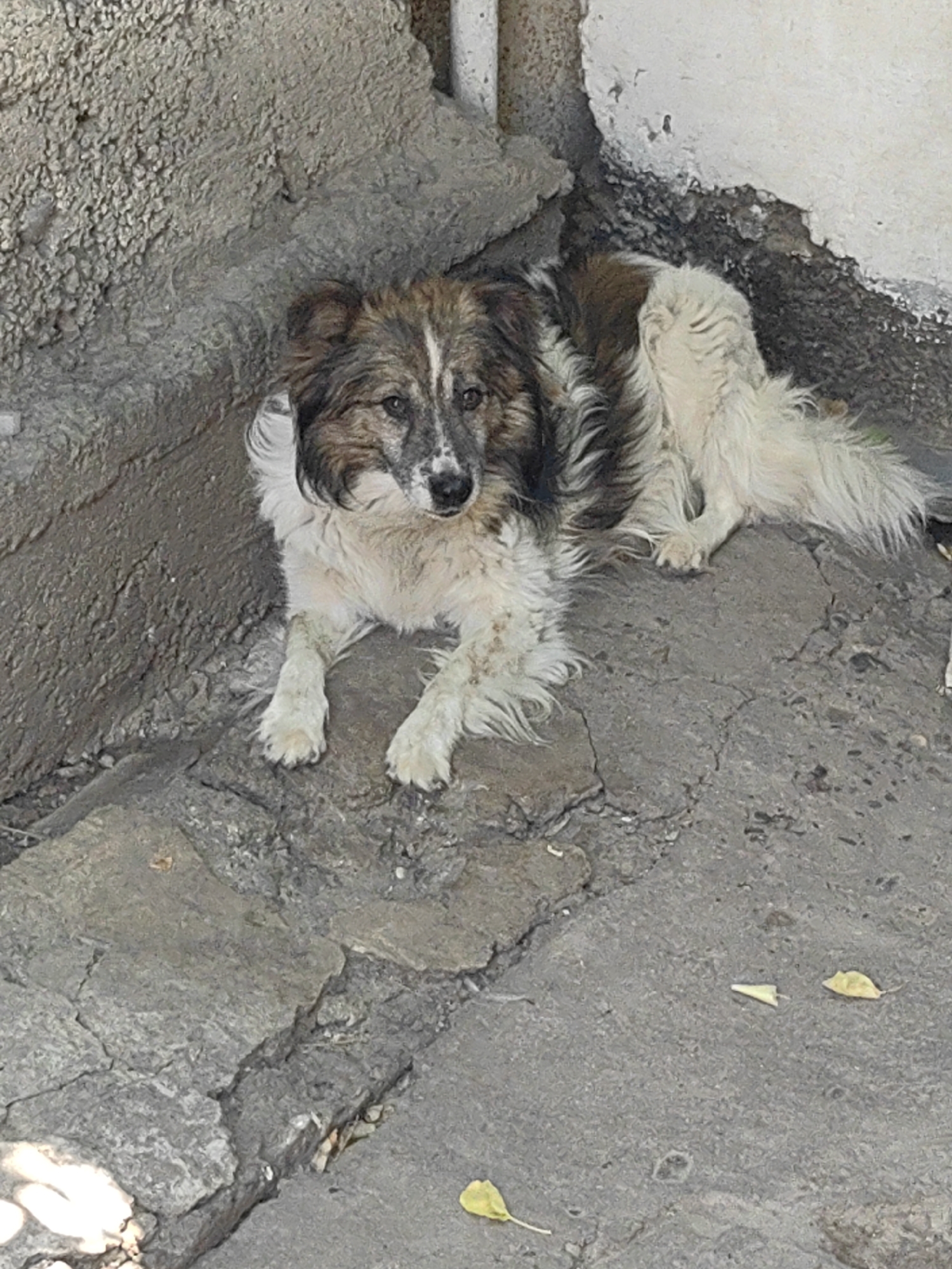 A medium-sized, shaggy dog with white, brown, and black fur is lying on a cracked concrete surface. The dog is positioned in the lower left quadrant of the frame, facing the viewer with its head slightly tilted. Its fur is long and appears somewhat matted, particularly around its legs and neck. The dog's eyes are open, and it appears to be alert. The background consists of a rough, textured concrete wall on the left and a lighter, possibly painted wall on the right, with some debris and a few fallen leaves scattered on the ground. The overall environment appears to be an outdoor, possibly urban, setting. The image does not provide specific information to pinpoint its location within Shymkent, Kazakhstan.