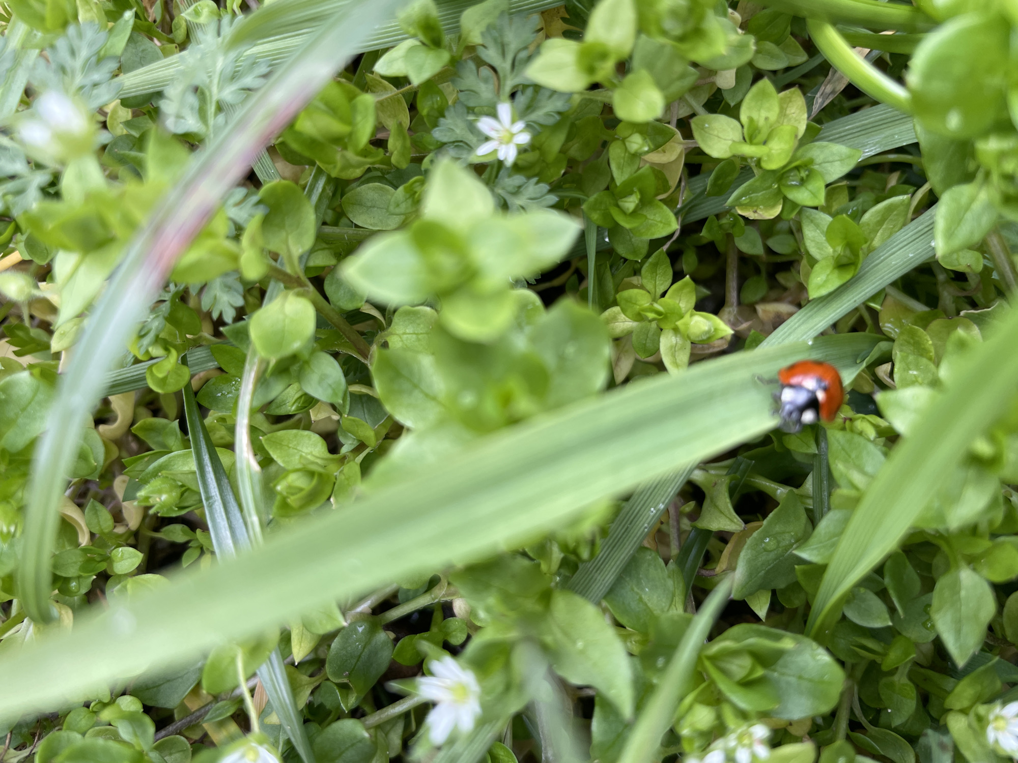 The image is a close-up shot of vegetation, including grass, small green plants with round leaves, and tiny white flowers. A red ladybug with black spots is positioned on a blade of grass. The scene appears to be outdoors. No people are visible. Due to the lack of context, a specific location within Zlatograd, Bulgaria, cannot be determined.