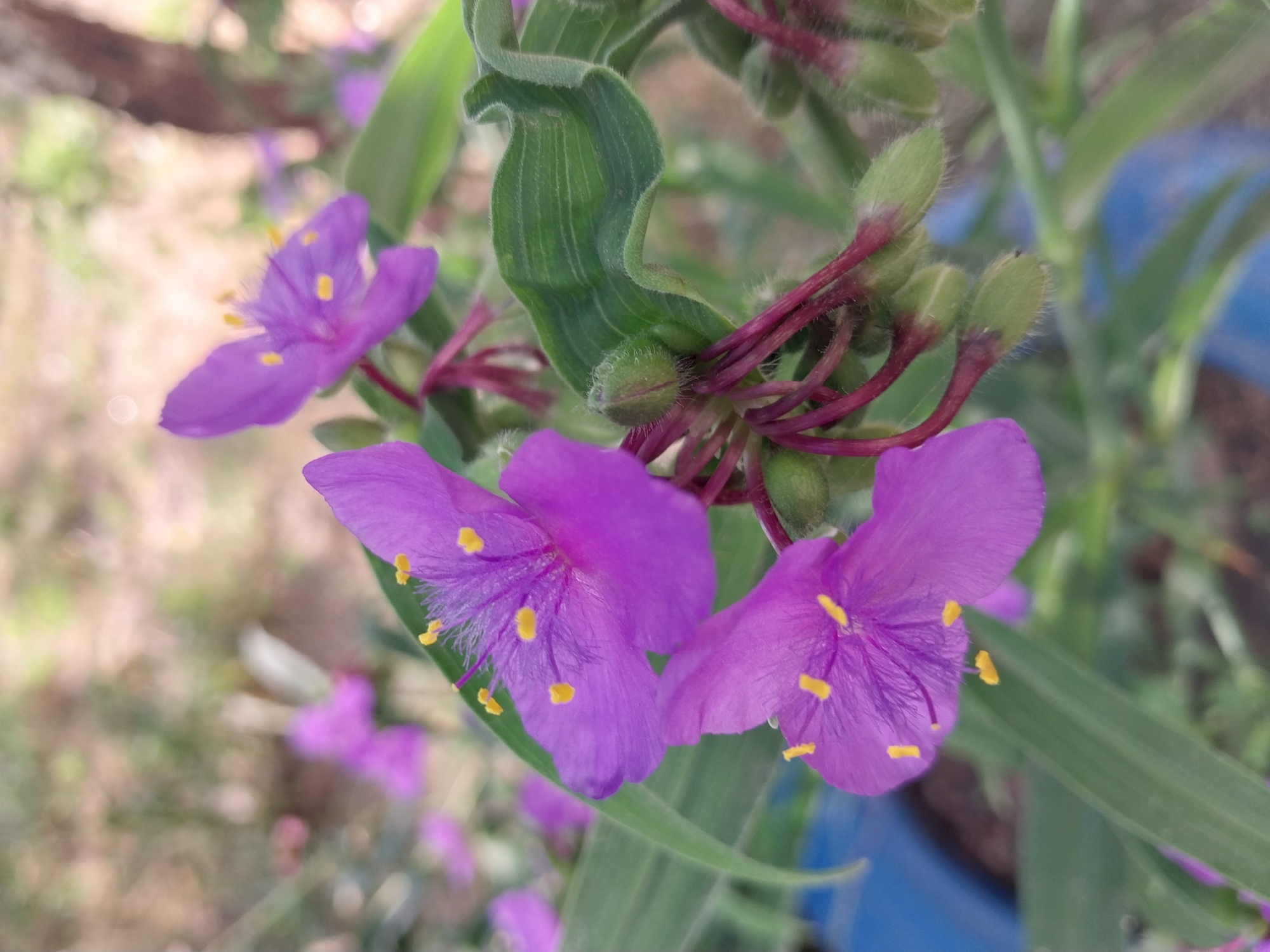 A close-up, vertical shot shows a cluster of vibrant purple flowers with bright yellow stamens. The flowers are delicate, with three petals each and a fuzzy center. Several unopened flower buds, covered in fine hairs, are visible below the open blooms, attached to thin, reddish stems. The leaves are long, slender, and green, with a slightly wavy texture. The background is soft and out of focus, suggesting an outdoor setting with dappled sunlight filtering through foliage. A hint of a blue object, possibly a pot or container, is visible at the bottom left of the frame. The overall impression is one of natural beauty and growth. The image is not geolocated to Dnipro, Ukraine.