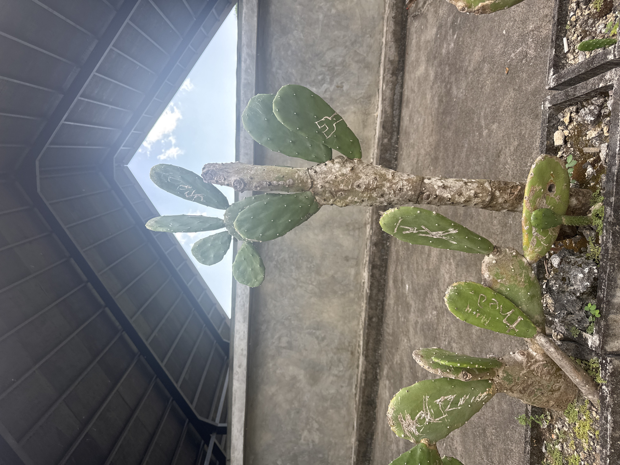 In Nusa Penida, Indonesia, a prickly pear cactus with carved inscriptions stands in a concrete planter under a grey, angled roof structure. The cactus has large, paddle-shaped green pads, some of which are marked with white, etched lettering and symbols. The trunk of the main cactus is thick and textured. Behind the cactus, a rough, grey concrete wall runs horizontally. The ground in front of the planter is also concrete, with patches of small green plants and rocks. A sliver of blue sky with scattered white clouds is visible through an opening formed by the roof. The scene is illuminated by natural daylight.