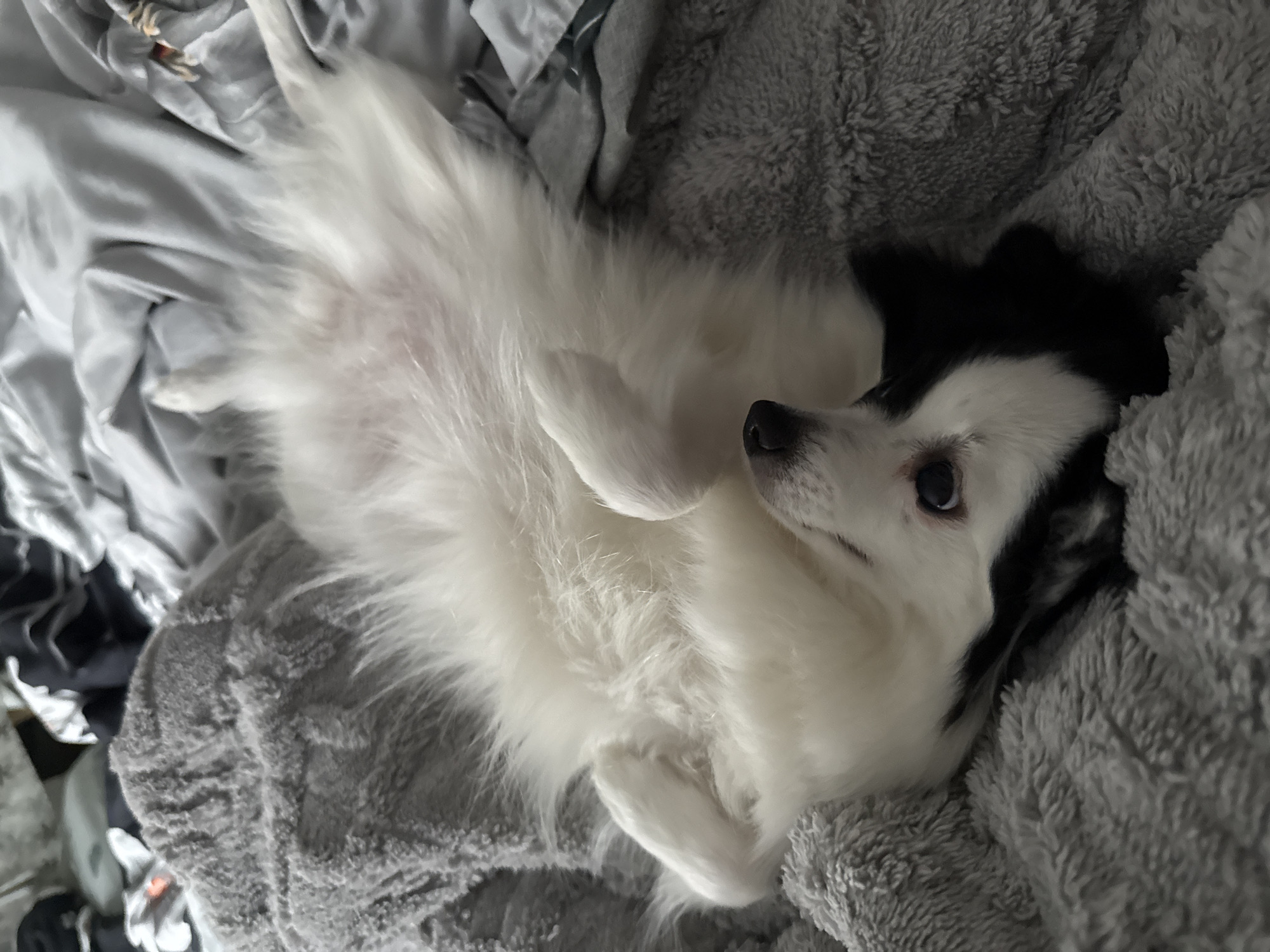 A dog lies on its back on a gray blanket. The dog is mostly white with black markings around its head. The blanket is textured. Other bed linens are visible in the background. No location information is provided.