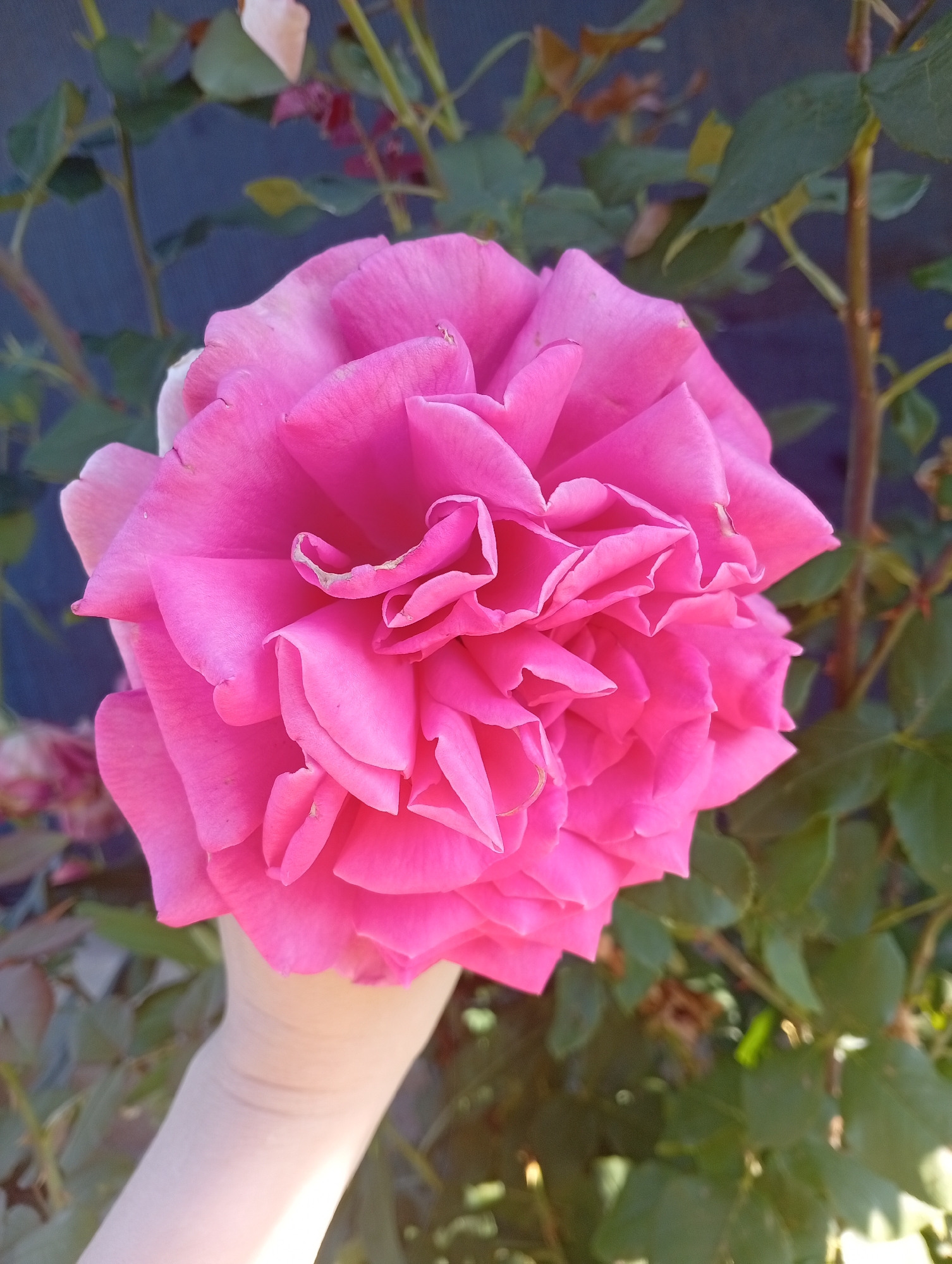 In Mykolaiv, Ukraine, a close-up, eye-level shot features a person's hand holding a large, fully bloomed pink rose. The rose's petals are layered and ruffled, with some minor imperfections visible. The hand, with visible skin creases, supports the weight of the flower from underneath. In the background, green rose leaves and branches are blurred, with a dark blue wall or fence behind them. The lighting suggests it is daytime, with shadows indicating sunlight.