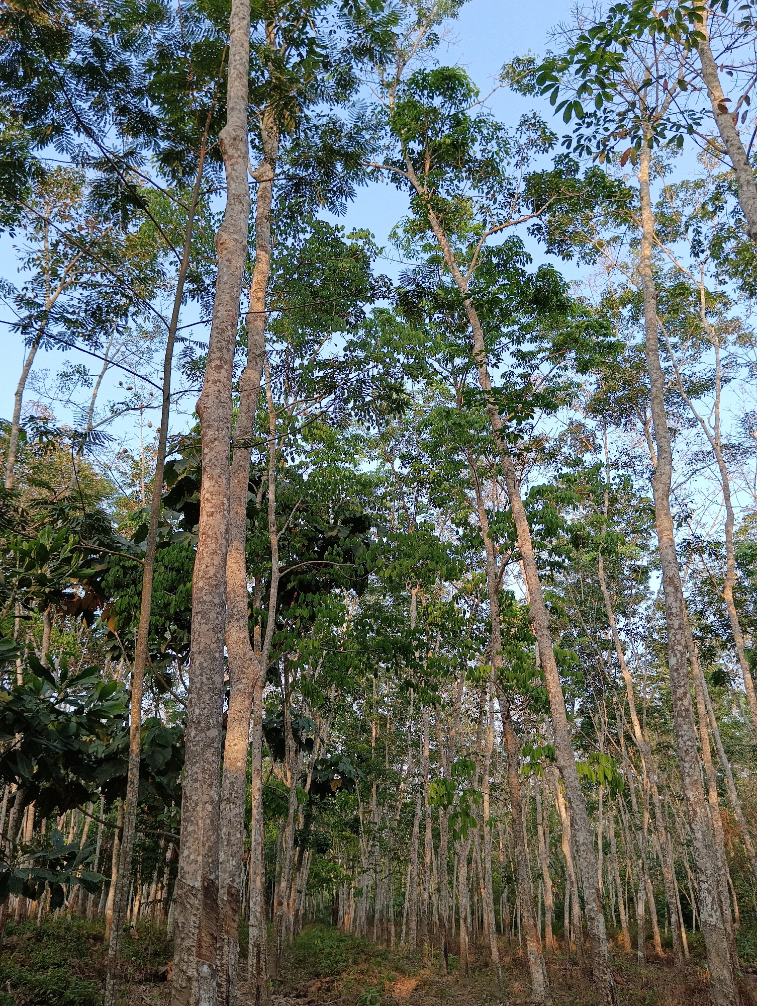 The image depicts a rubber tree plantation in Pematang Jaya, Indonesia. The scene is dominated by tall, slender rubber trees with light-colored, mottled bark, planted in neat rows. The canopy of the trees is dense with green leaves, creating a dappled light effect on the ground below. The ground is covered with dry leaves and some undergrowth. The sky is a clear blue, indicating a daytime scene. There are no people or animals visible in the image. The photograph is taken from a low angle, looking up into the trees, emphasizing their height and the dense forest environment. The overall impression is one of a thriving agricultural landscape.