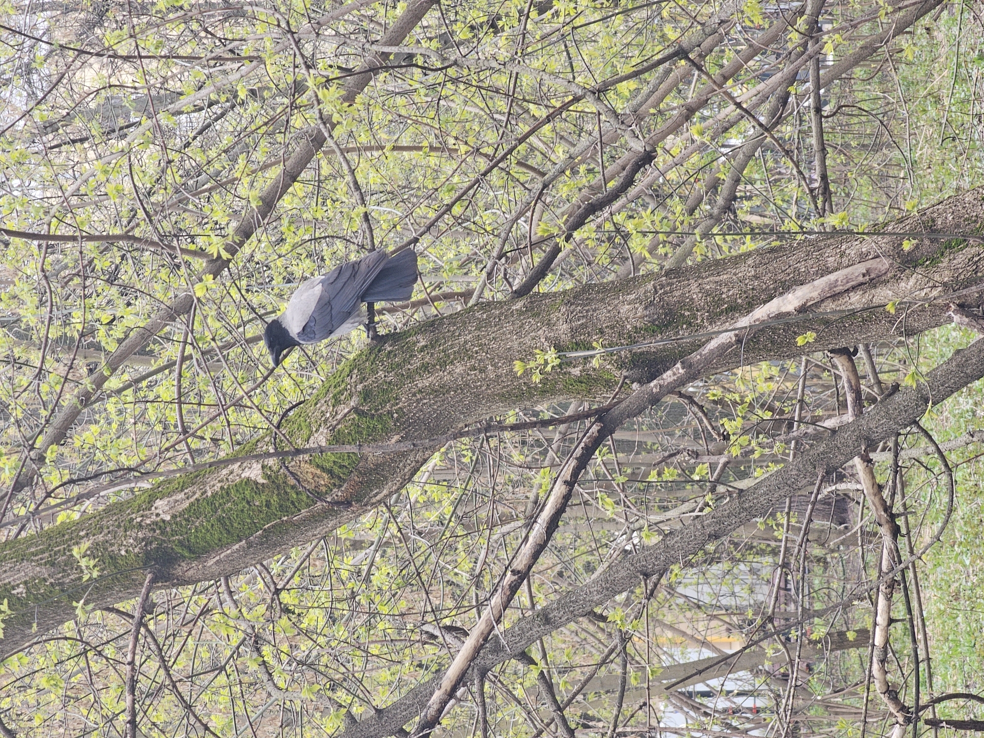 The image shows a crow perched on a mossy tree branch. The tree is surrounded by a dense network of smaller branches with budding leaves, typical of early spring. The background is blurred, suggesting a park or wooded area. The crow is predominantly gray with a black head and beak, looking down towards the branch. The light suggests daytime. The image is rotated 90 degrees counter-clockwise. Without additional context, pinpointing the specific location in Moscow is impossible, but the scene could be in any of the city's numerous parks and green spaces.