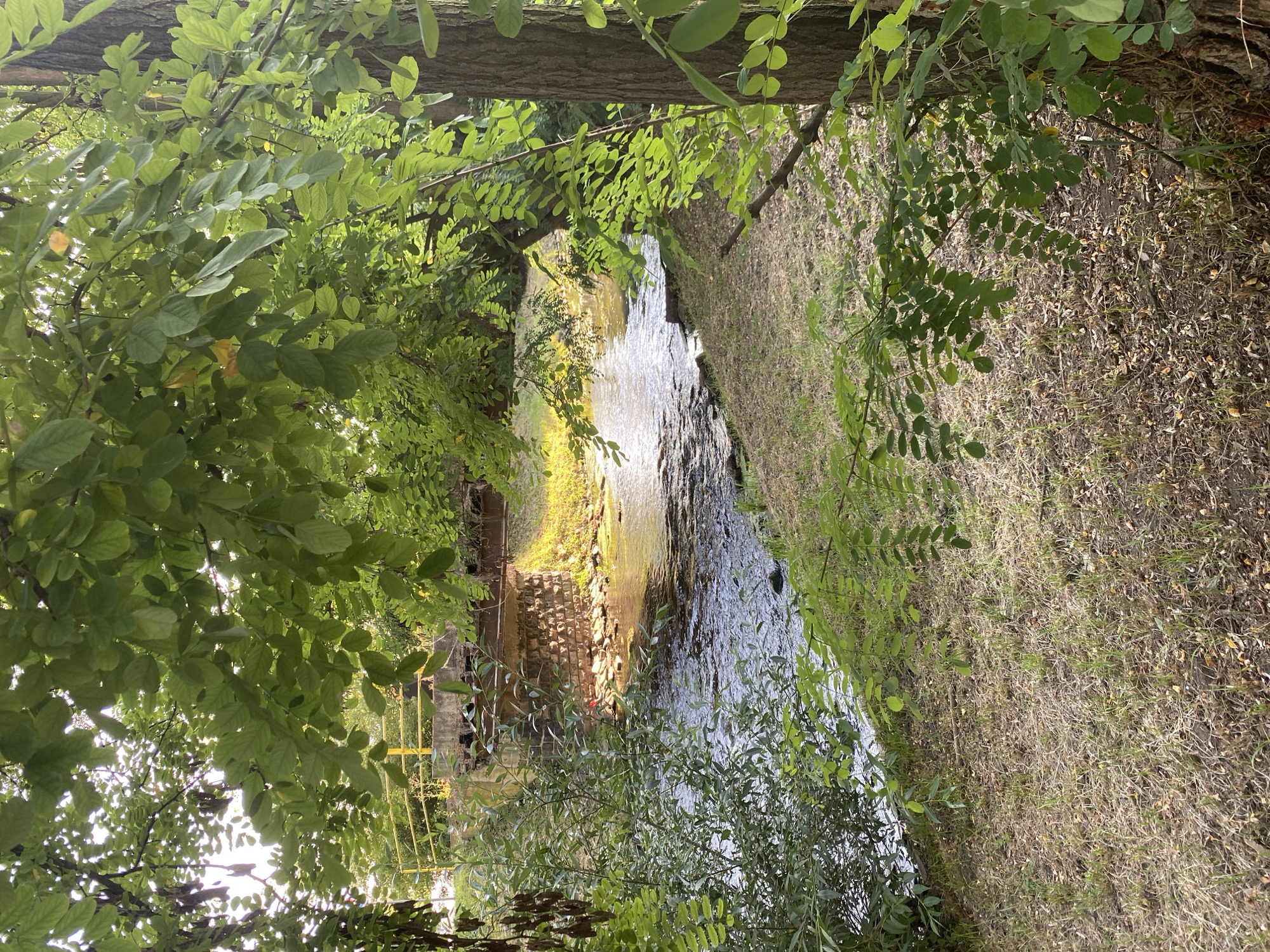 A small, shallow river flows through a park-like setting in Bílina, Czechia, bordered by trees and grassy banks. The water is clear, with a slight ripple, and sunlight reflects off its surface. A low stone bridge with a yellow railing spans the river in the background. The trees are lush with green leaves, and the ground is covered in dry grass and fallen leaves. The scene is peaceful and natural, with no people or animals visible.