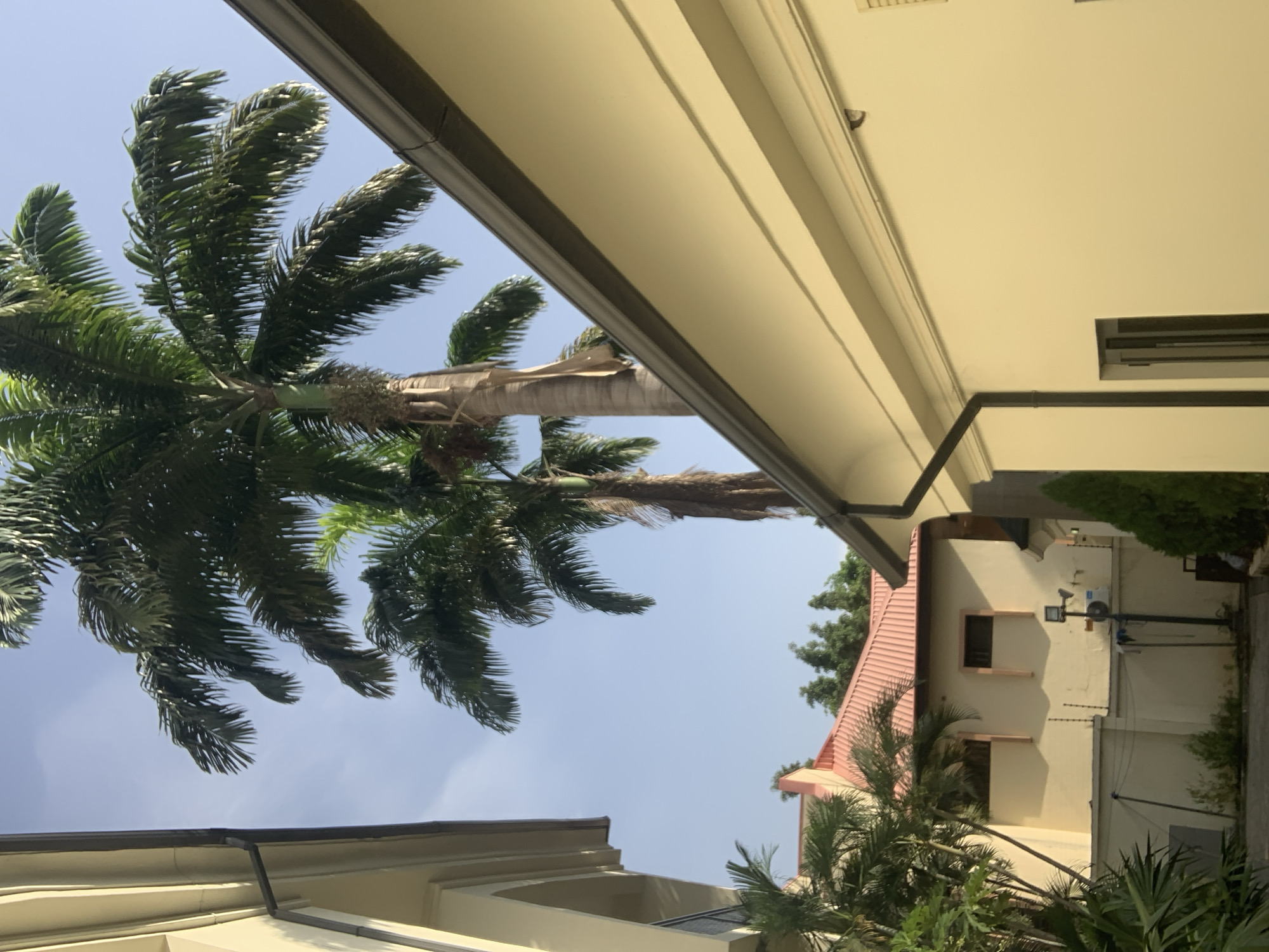 This is a photograph taken outdoors, likely during the day, as indicated by the bright, clear sky and the shadows cast on the buildings. The scene is an exterior view, possibly of a residential or commercial property, with a focus on architectural elements and vegetation.
Prominently featured is a large palm tree with its fronds swaying, suggesting a gentle breeze. The tree's trunk is visible, and its leaves are a vibrant green. Behind the palm tree, parts of buildings are visible. One building has a light-colored facade with what appears to be a reddish-pink tiled roof. There are windows on this building, some of which are dark. Another building, partly obscured by the palm tree and overhangs, is also visible and appears to be a light yellow or cream color.
The architecture suggests a warm climate, consistent with the location context of Abuja, Nigeria. There are elements of overhangs or eaves from a building in the foreground, creating a shaded area and framing the view of the sky and the palm tree. Some outdoor lighting fixtures and electrical conduits are visible on the wall of one of the buildings. In the distance, more greenery and trees can be seen, adding to the tropical or subtropical feel of the scene.
The photograph seems to capture a moment of stillness, with the natural movement of the palm fronds being the primary dynamic element. The overall impression is one of a sunny day in a lush environment. There is no visible text in the image.