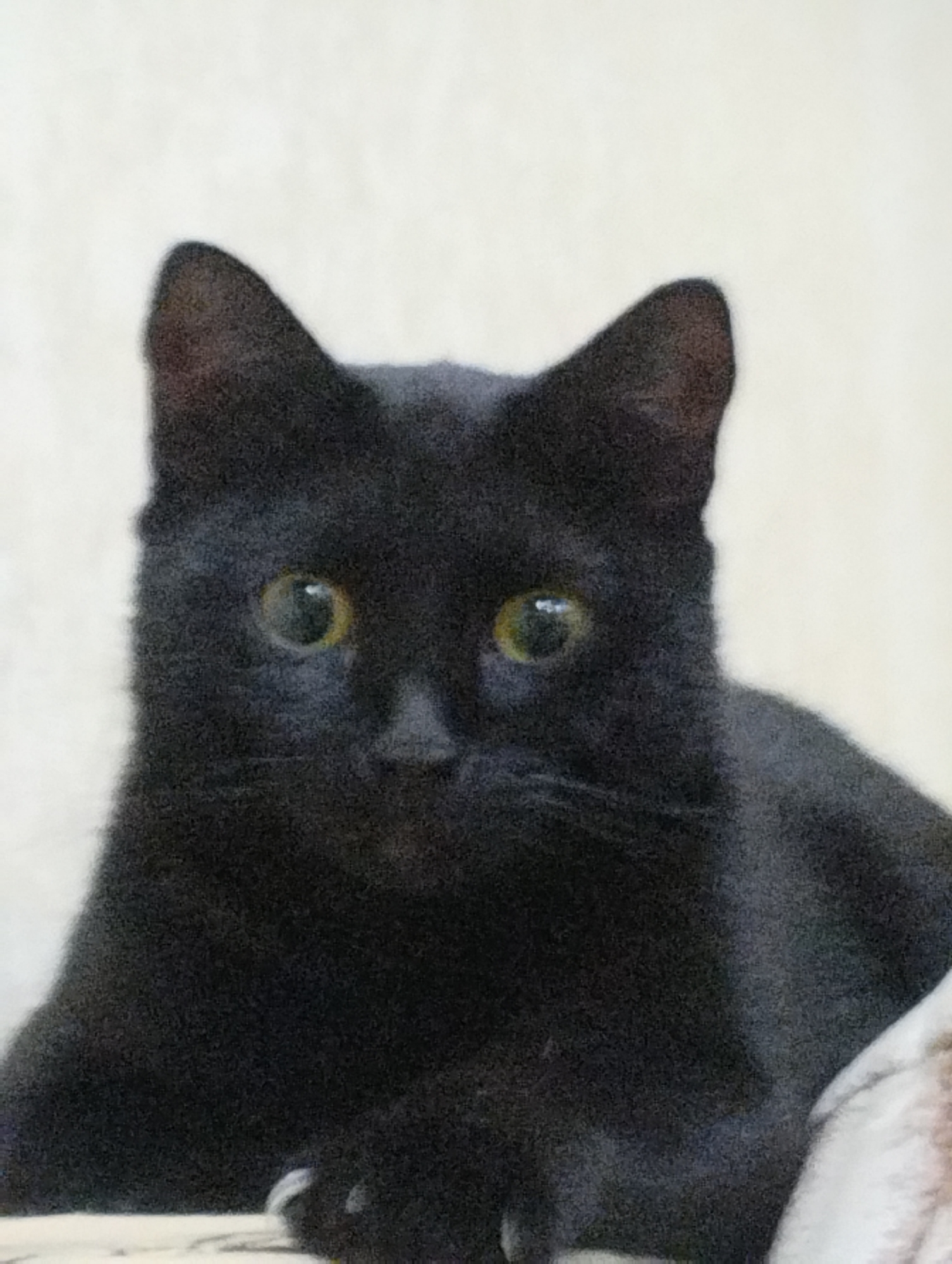 The image is a close-up of a black cat with green eyes looking directly at the camera. The cat's ears are perked up. The background is a plain, light-colored surface, possibly a wall. The cat appears to be indoors. There are no visible elements in the image that suggest a specific location in Semey, Kazakhstan, or any other city.