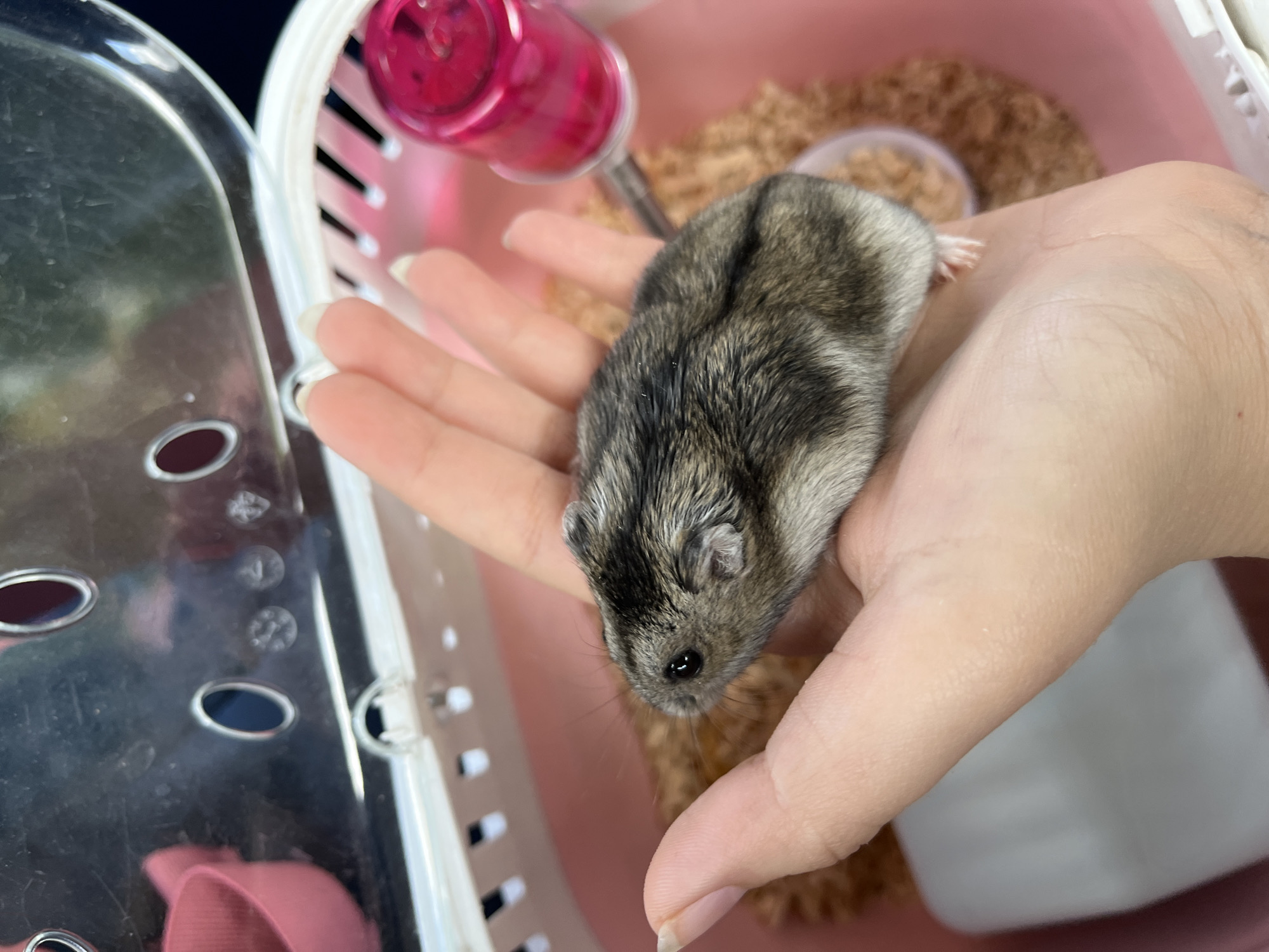 The image shows a small, grey and black hamster being held in a person's cupped hand. The hamster is lying on its side, with its paws tucked in. Its fur is short and appears to be soft. The hamster's eyes are dark and beady. The person's hand is lightly tanned and their fingernails are short and clean. The background of the image is blurry but appears to be a pink plastic hamster cage. There is a water bottle with a pink cap visible in the upper left corner of the cage. The cage also contains some brown bedding material. The overall impression is one of gentleness and care, as the person holds the small creature. There is no visible text in the image.