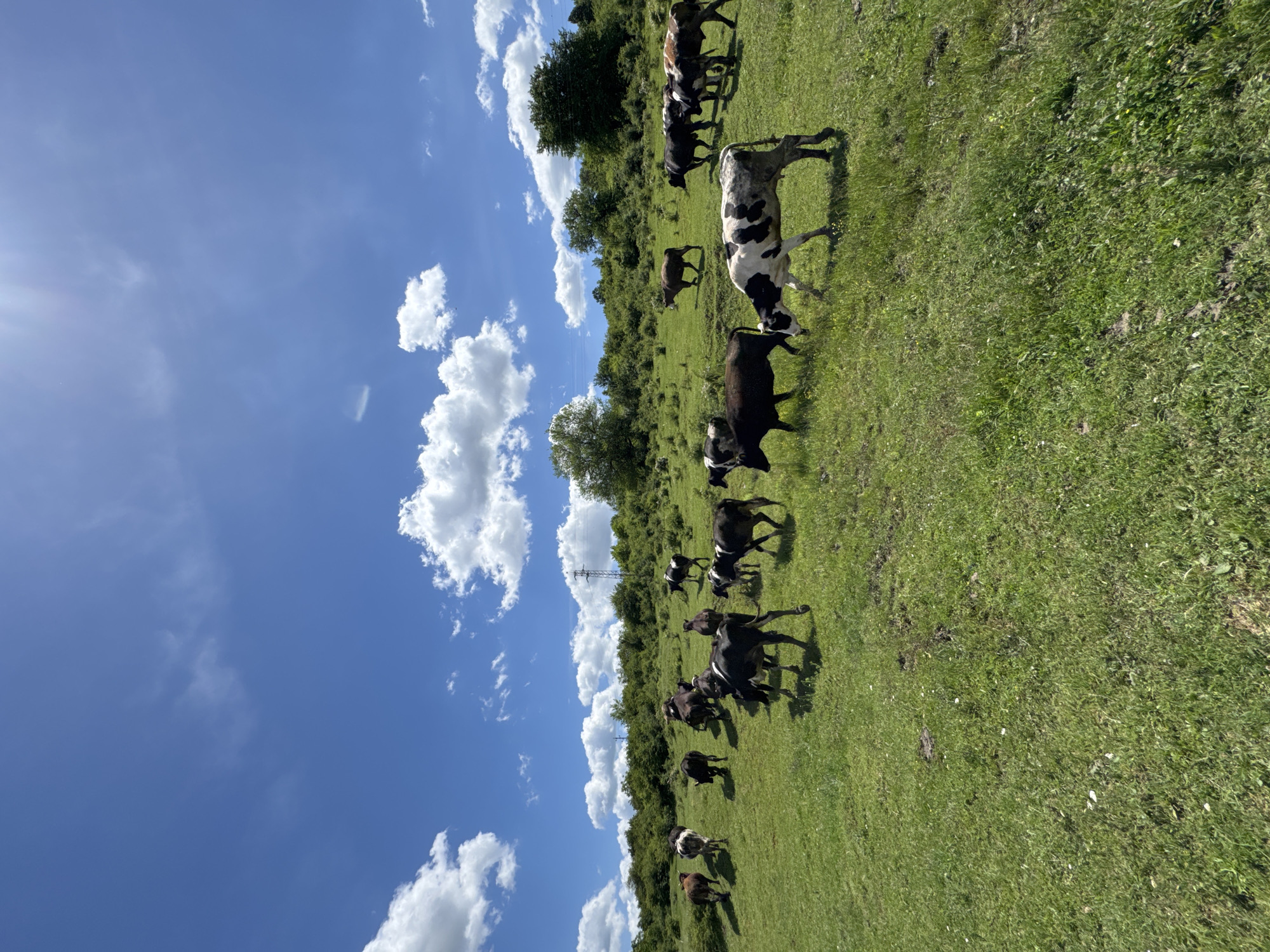 The image shows a field of green grass in Dermantsi, Bulgaria. A herd of approximately 15 cows, mostly black and white, graze on the field. The sky above is bright blue with scattered white clouds. Trees line the edge of the field in the background. An electrical pylon is also visible amongst the trees. The photograph is taken at an angle, tilting the scene to the side.