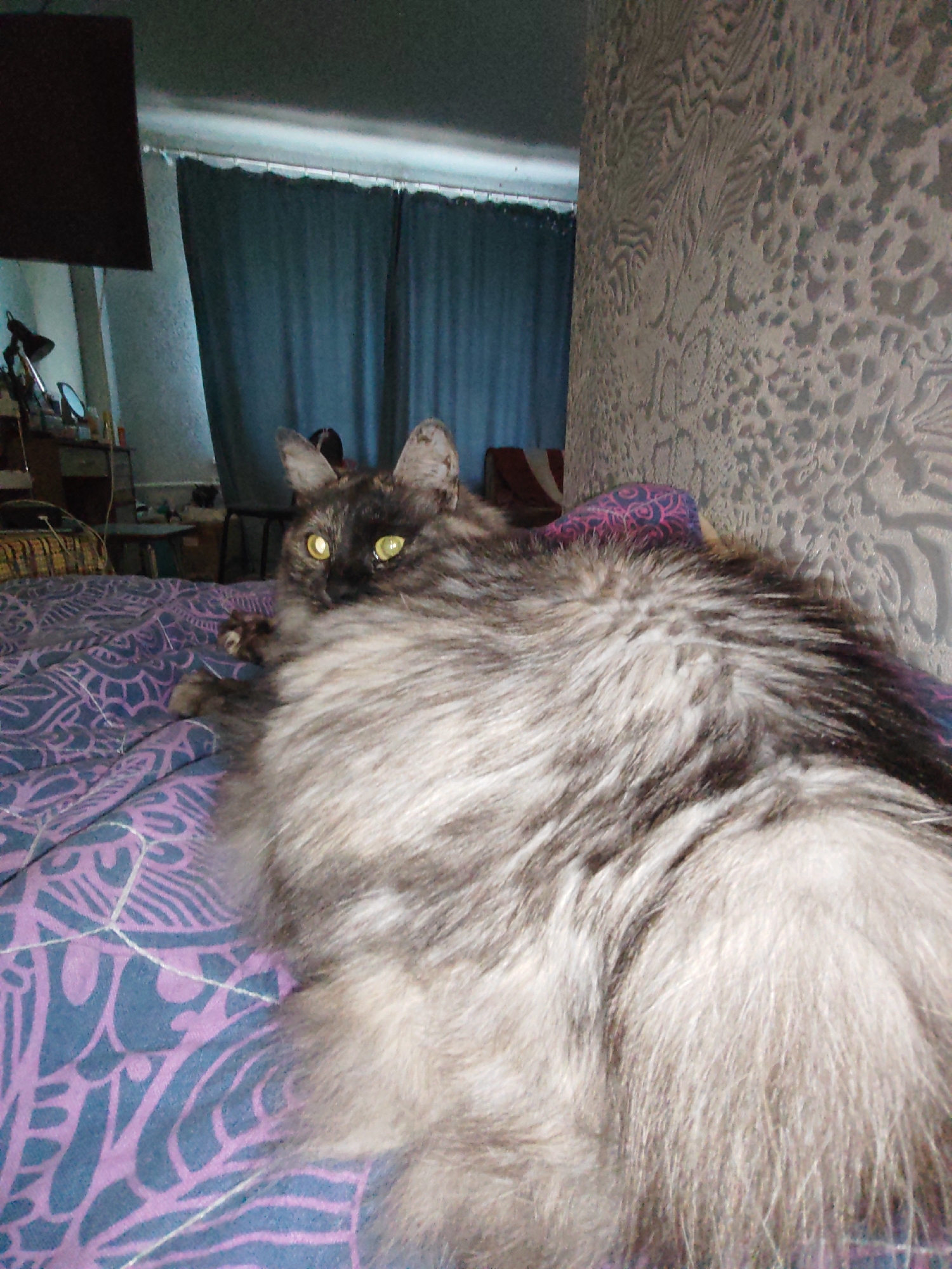 A long-haired cat with grey and black fur and yellow eyes is lying on a bed with a purple and blue patterned comforter. The cat is looking directly at the camera. In the background, there are teal curtains, a desk with a lamp and various items, and a textured wall. The scene appears to be indoors, likely a bedroom, in Petropavlovsk-Kamchatsky, Russia.