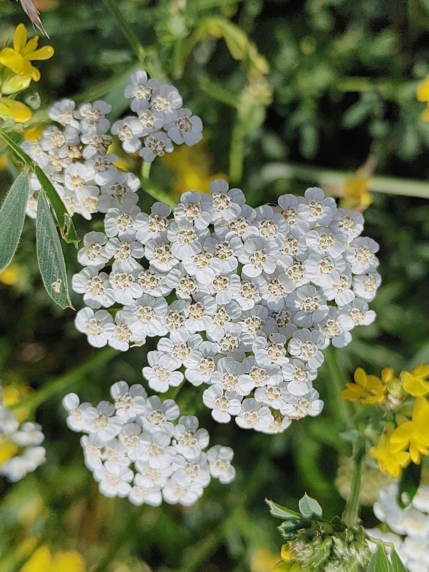 This is a close-up, vertical, eye-level shot of a cluster of small white flowers with yellow centers, likely yarrow, set against a blurred green and yellow background of foliage and other wildflowers. The flowers are the primary focus, with their delicate petals and intricate centers clearly visible. The lighting suggests it is daytime, likely outdoors in a natural setting. There are no people or animals present. The image does not provide any specific visual cues that would allow for pinpointing its location within the city of Hrodna, Belarus; it depicts a generic natural scene.