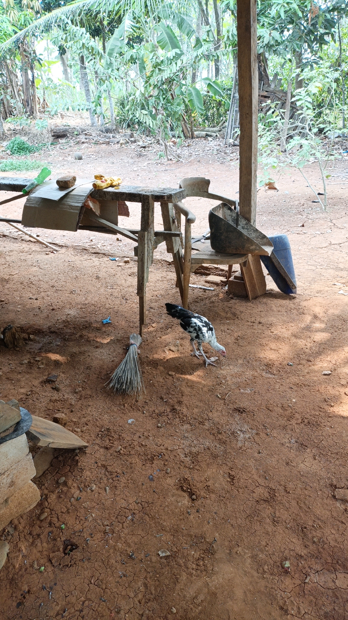 In Suwawal Timur, Indonesia, this image depicts an outdoor scene with a chicken foraging on red dirt ground. The chicken, a mottled black and white rooster, is the primary subject. To the left, a rustic wooden table with a rough-hewn surface holds a green plastic bottle and a coconut shell. A broom made of straw is leaning against the table leg. Behind the table, a simple wooden chair supports a large, dark-colored metal scoop. Further back, a blue plastic container is visible. The environment suggests a rural or backyard setting, with dense green foliage and trees forming the backdrop. The ground is dry and cracked, with scattered leaves and small debris. A wooden post, part of a shelter or structure, is prominent on the right side of the frame.
