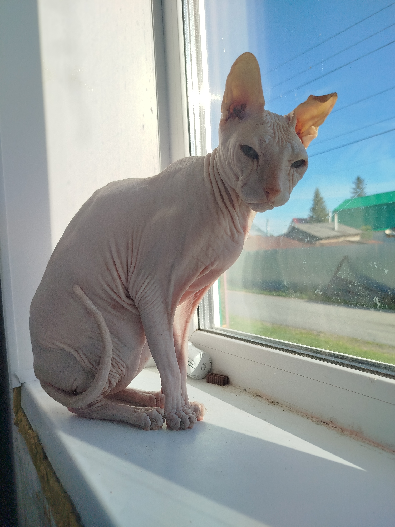 A hairless Sphynx cat is sitting on a white windowsill, looking out a window at houses and trees under a blue sky. The cat is light-skinned with wrinkled skin and large ears. The windowsill is dusty and has some red marks. The window has water droplets and smudges on it, obscuring the view of the houses outside. The lighting suggests it is daytime. The location is Zavodoukovsk, Russia.