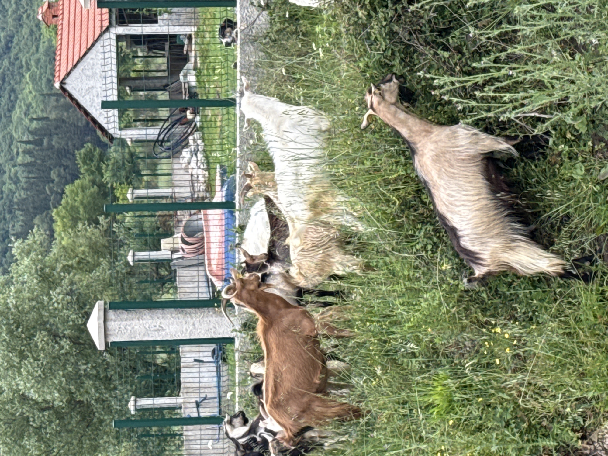 The image depicts a group of goats in Sutorina, Montenegro. Some goats are brown and white. They graze in a grassy area near a fence and a building with an orange tile roof.