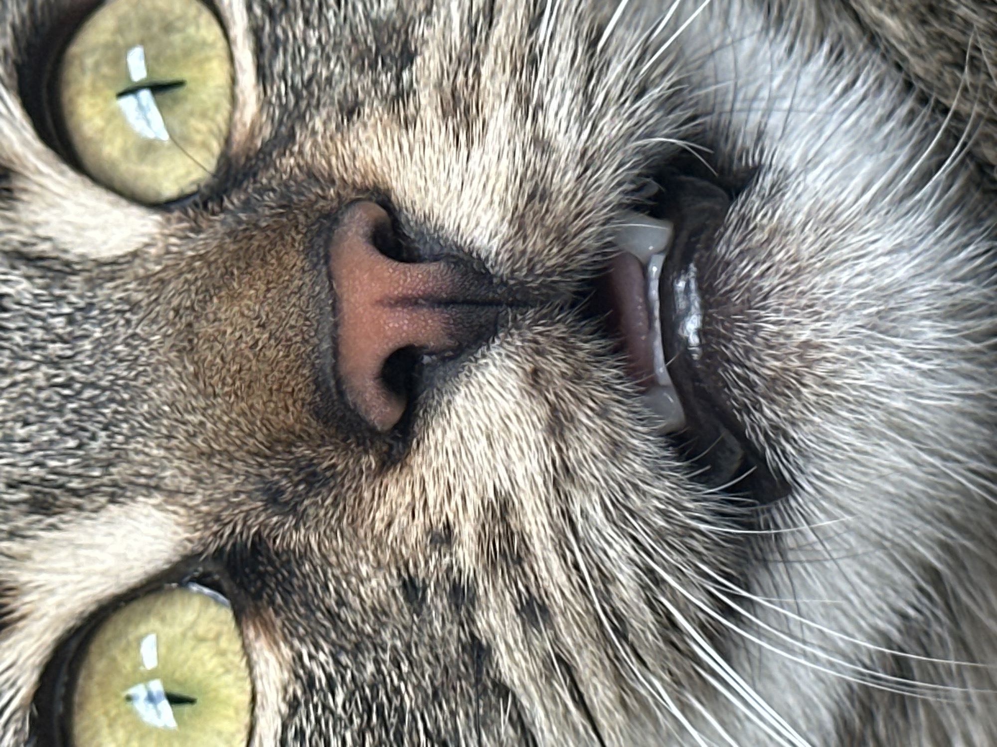 This is an extreme close-up, head-on photograph of a cat's face, capturing its eyes, nose, mouth, and whiskers. The cat has large, round, light green eyes with dark pupils. Its nose is pink and appears wet. The cat's mouth is slightly open, revealing some of its teeth and tongue. The fur is a mix of brown, grey, and black tabby markings, with prominent white whiskers. The background is out of focus and appears to be indoors. There is no indication of the city of Sofia, Bulgaria, in this image.
