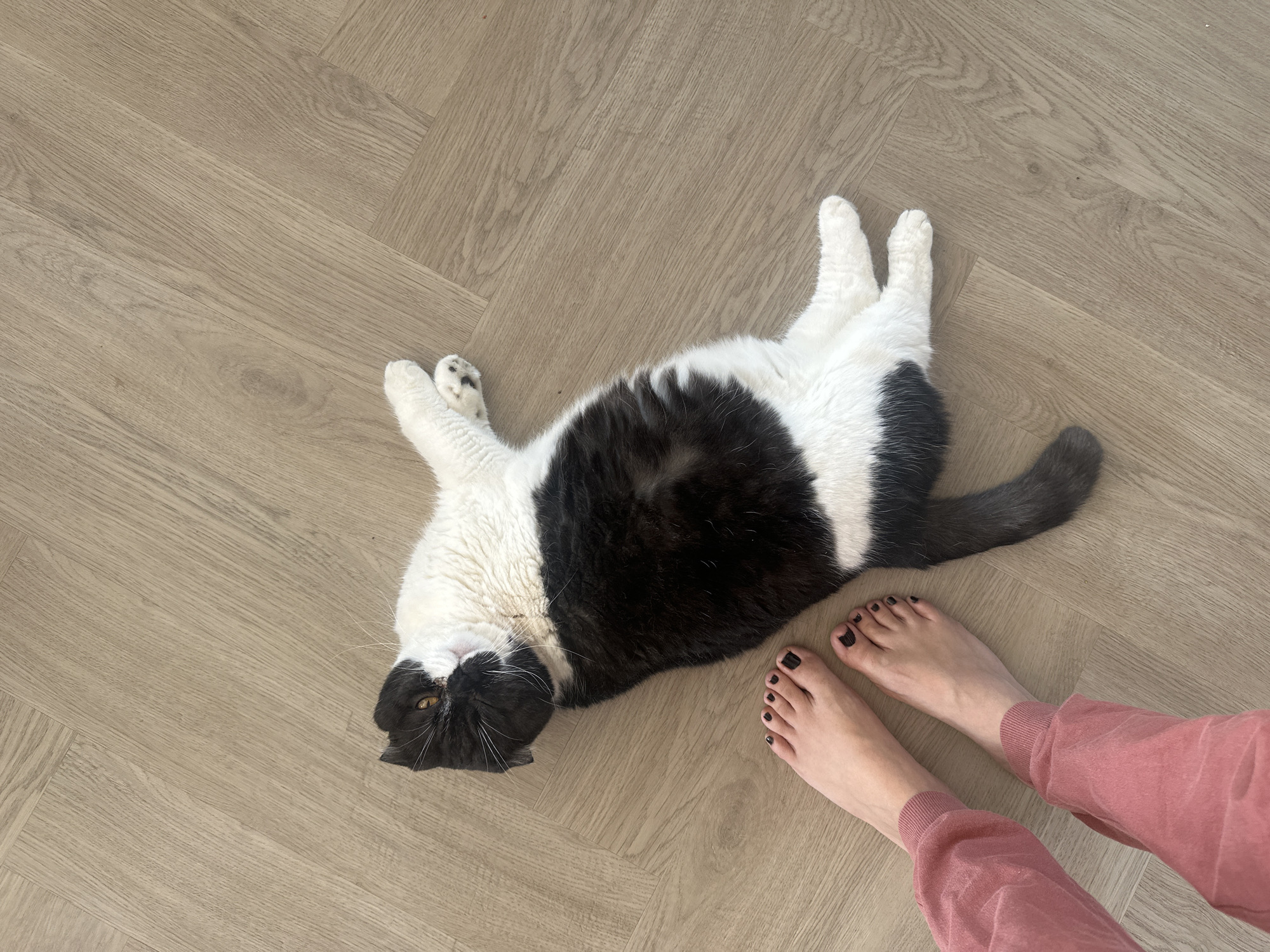 A black and white cat lies on its back on a light brown wooden floor. The cat's head is near the left side of the frame, and its tail extends to the right. Its front paws are outstretched, and its back paws are up in the air. A person's bare feet, with dark nail polish, are positioned near the cat's tail. The person is wearing pink sweatpants. The environment appears to be indoors. There is no indication of this location being Kharnavy, Russia.