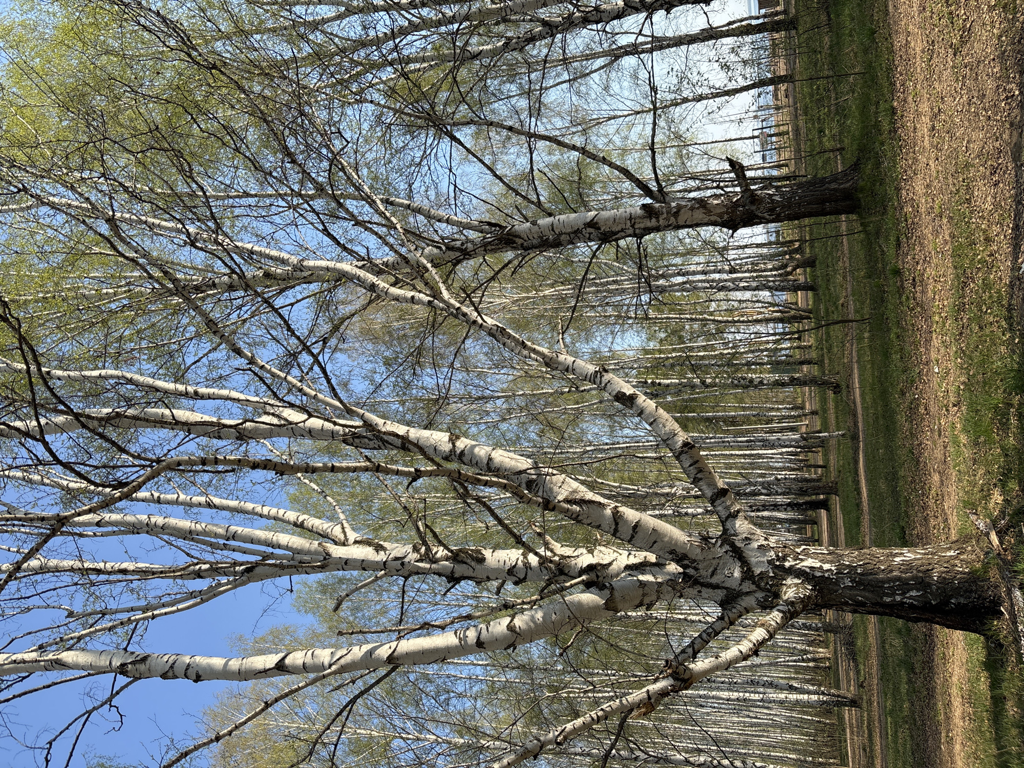 The image shows a grove of birch trees, likely in the city of Chaikovsky, Russia. The trees are characterized by their white bark with black markings and sparse new green leaves. The perspective is from below, looking up into the canopy. Bare branches are visible against a blue sky. The ground is covered with brown and green vegetation. In the distance, rows of birch trees line a path.