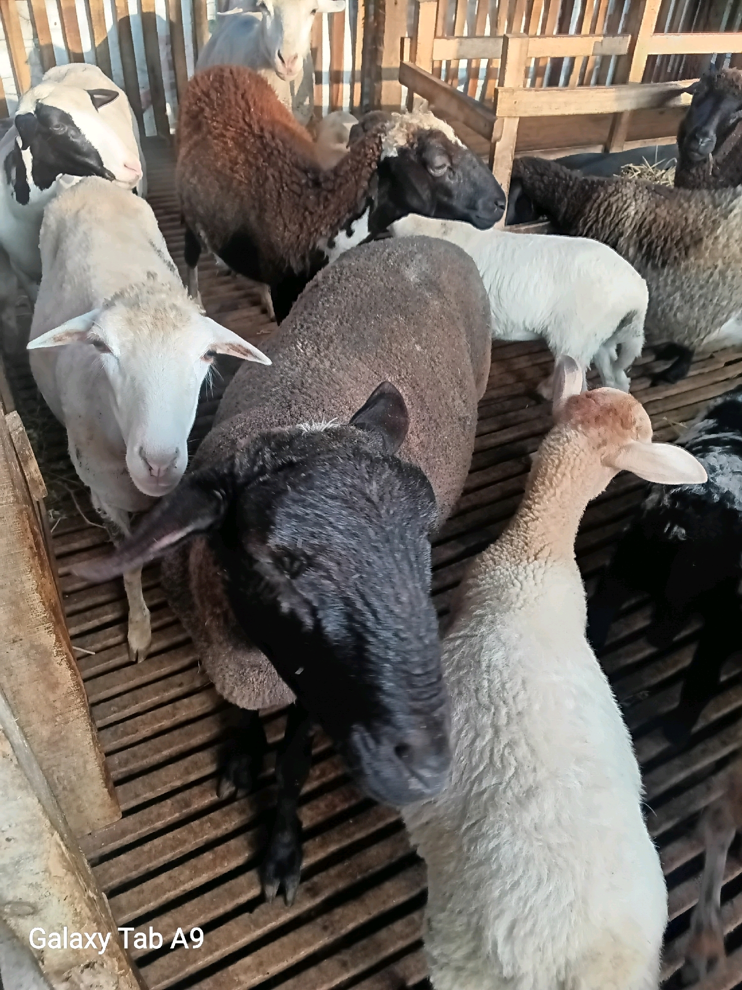 The image shows a group of sheep in a wooden enclosure, likely a barn or pen. The sheep are of various colors, including white, black, and brown, and some have mixed patterns on their faces. They are standing on a slatted wooden floor, and in the background, there are more wooden structures and some hay. The lighting suggests it is daytime. The text "Galaxy Tab A9" is superimposed on the bottom left corner, indicating the device used to capture the image. The scene appears to be in Trenggalek, Indonesia, a region known for its agricultural activities which often include livestock farming.