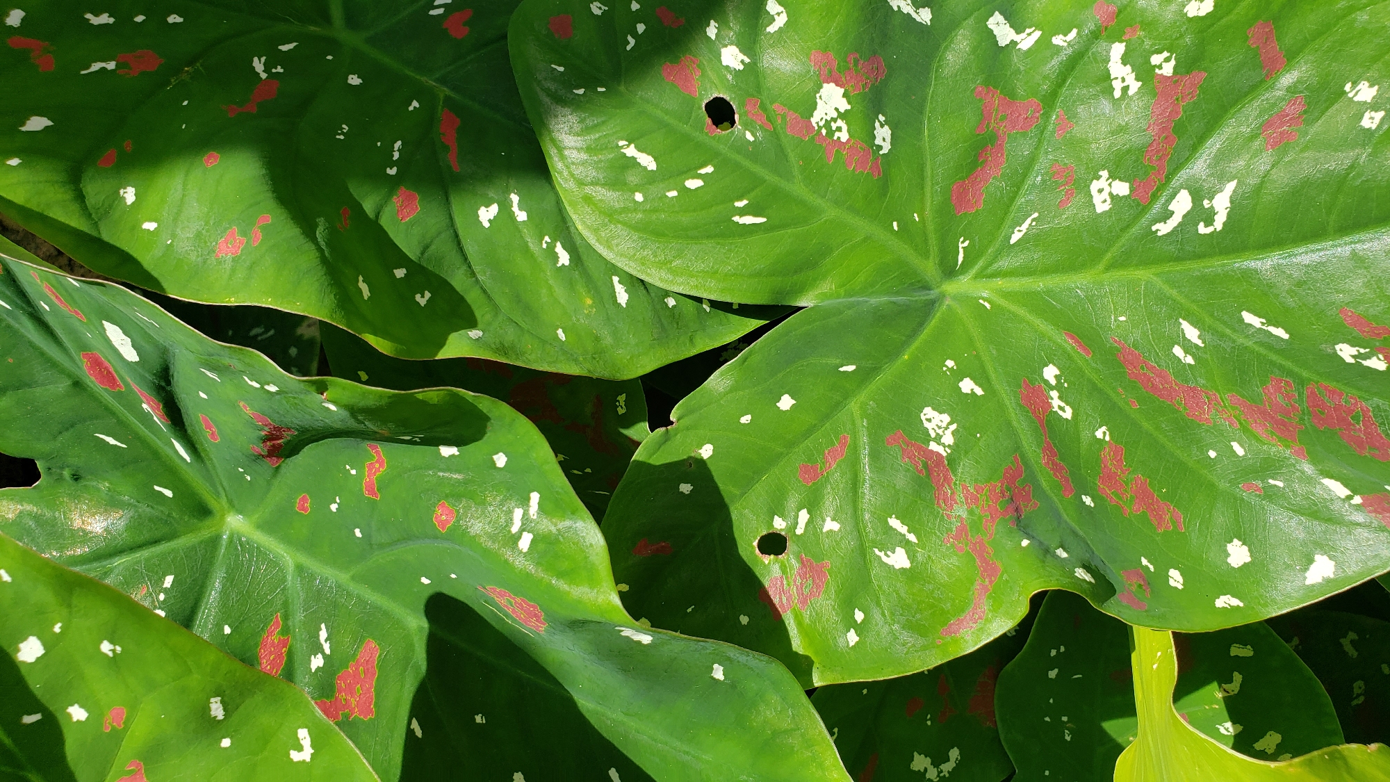 The image shows a close-up of large, heart-shaped leaves with a vibrant green base, splashed with irregular patterns of red and white. The leaves are glossy, reflecting the sunlight, and some exhibit small perforations. The overall impression is one of lush, tropical foliage, possibly part of a garden or cultivated area within Sabon Tasha, Nigeria. The lighting suggests it is daytime, with shadows cast by the leaves indicating an outdoor setting. There are no people or animals visible in the image.