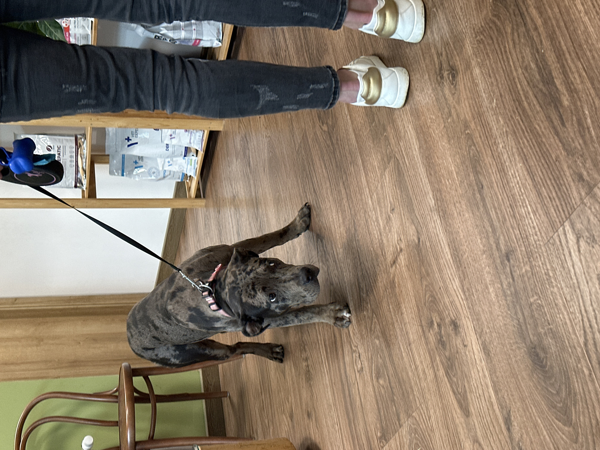 A brindle Cane Corso puppy lies on a light brown wood floor, stretching forward. The puppy is attached to a black leash and wearing a pink collar. In the background, the lower half of a person is visible, wearing dark grey jeans and white sneakers with gold accents. Behind the person, there is a wooden shelf with various pet supplies. A dark wooden chair is partially visible near the puppy. Given the type of pet supplies visible, it is plausible this is a veterinary clinic, potentially located in Sofia, Bulgaria.
