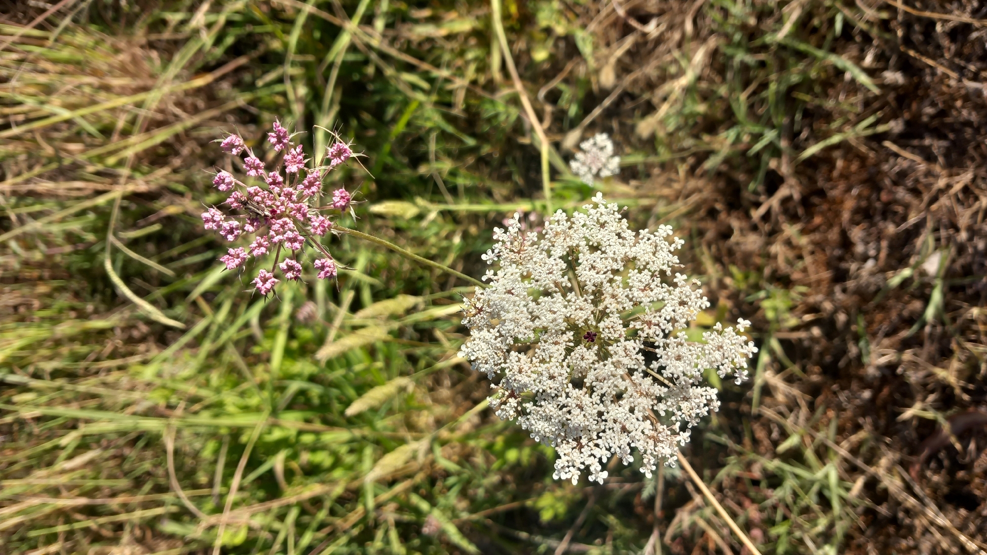 An outdoor, overhead, close-up shot shows two flowers and grass. The flower in the foreground is a large cluster of tiny white flowers with a single dark purple flower in the center. It is in focus. Behind this flower, and slightly to the right, is a smaller cluster of tiny pink flowers, also in focus. These flowers are surrounded by blades of green and brown grass. The lighting appears to be natural daylight, with sunlight casting shadows on the ground.
