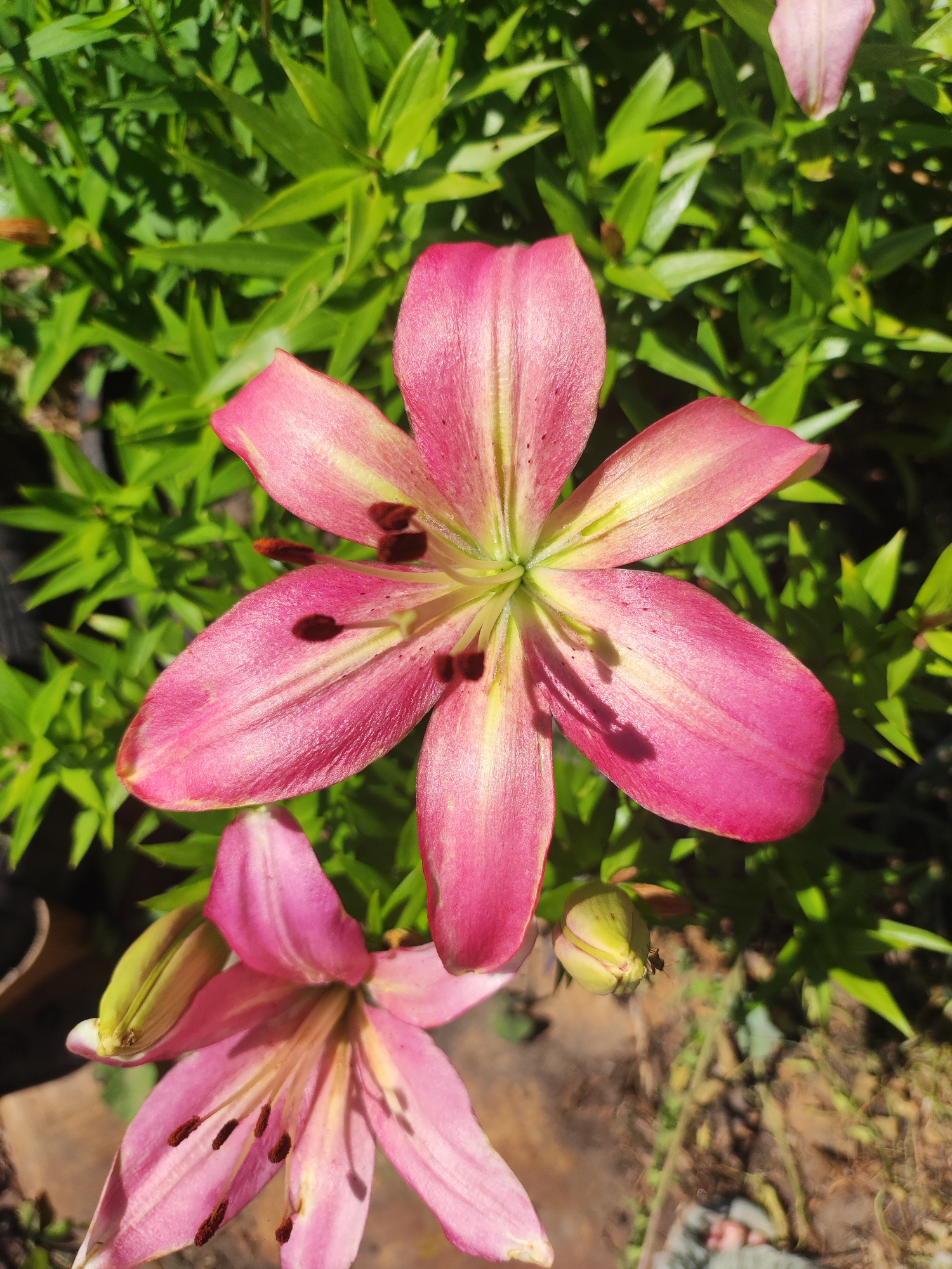A top-down view captures two pink lilies in bloom, surrounded by lush green foliage. The larger lily, centrally located, displays six prominent petals with streaks of lighter pink and yellow. Its dark brown stamens are visible, scattered within the flower's center. Below it, a second, partially visible lily shares a similar pink hue and stamen arrangement, with a closed bud emerging to its left. The background consists of an out-of-focus, earthy ground and more green foliage. No people are present in the frame. The scene appears to be an outdoor garden setting. The image does not provide any specific information that would allow for localization in Oskemen, Kazakhstan.