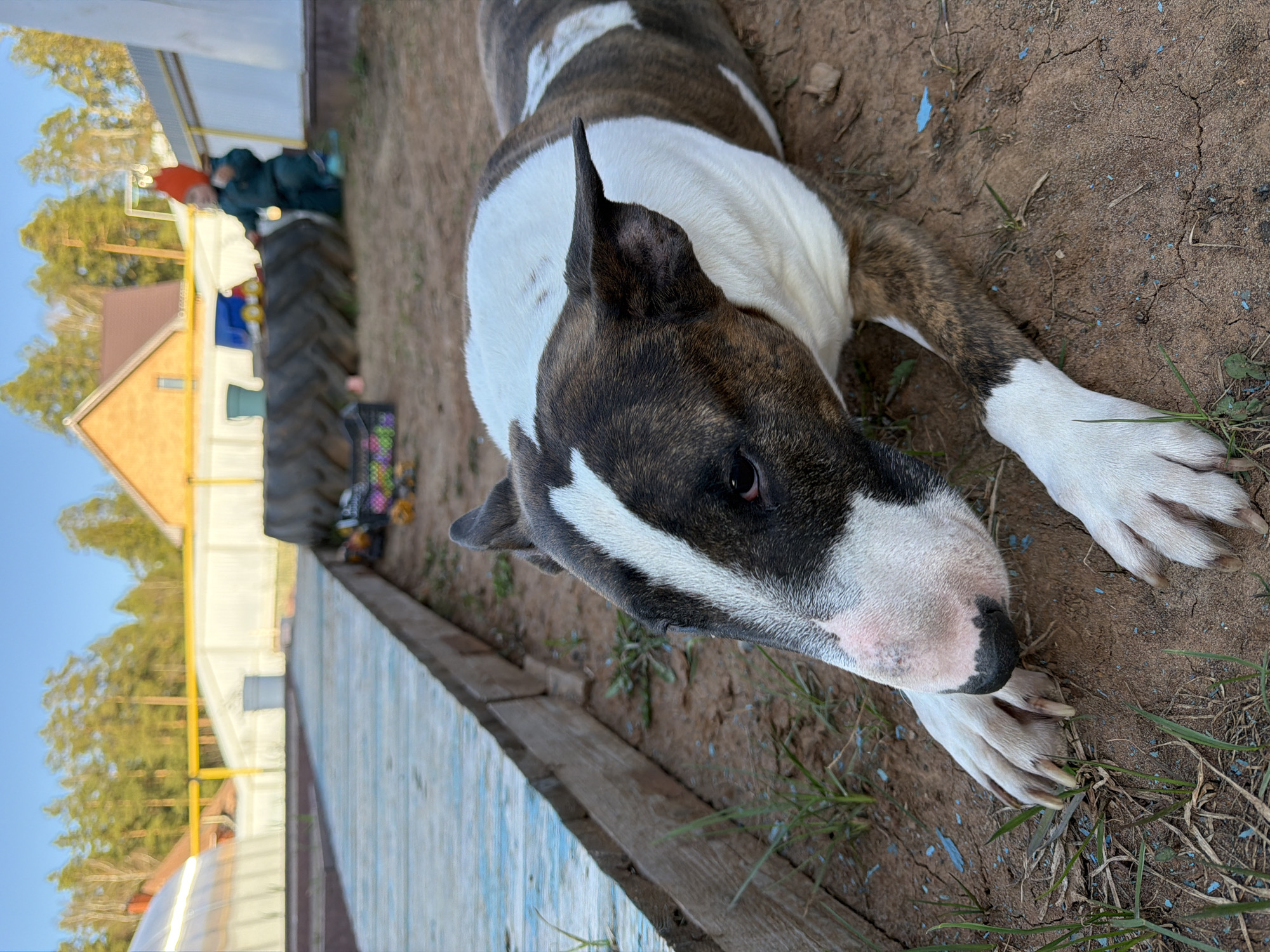 A brindle and white Bull Terrier is lying on bare dirt and sparse grass, next to a blue-painted wooden fence. In the background, a house with a red roof is visible, as well as a tractor and a person wearing an orange hat. The location is the city of Chaikovsky, Russia.