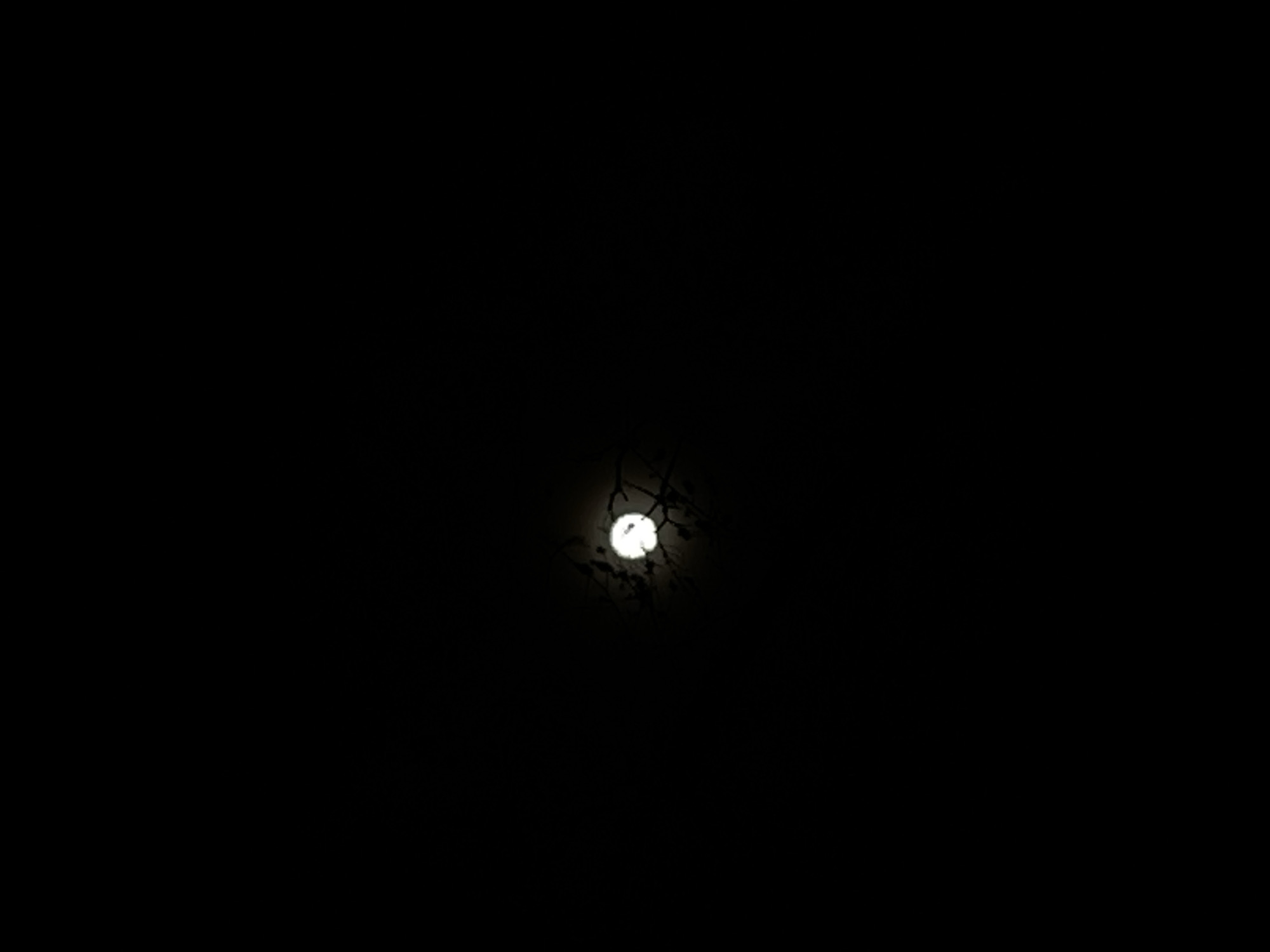 The image shows a brightly lit object surrounded by tree branches, possibly the moon, against a very dark background. The location is the City of Newburgh, United States of America.