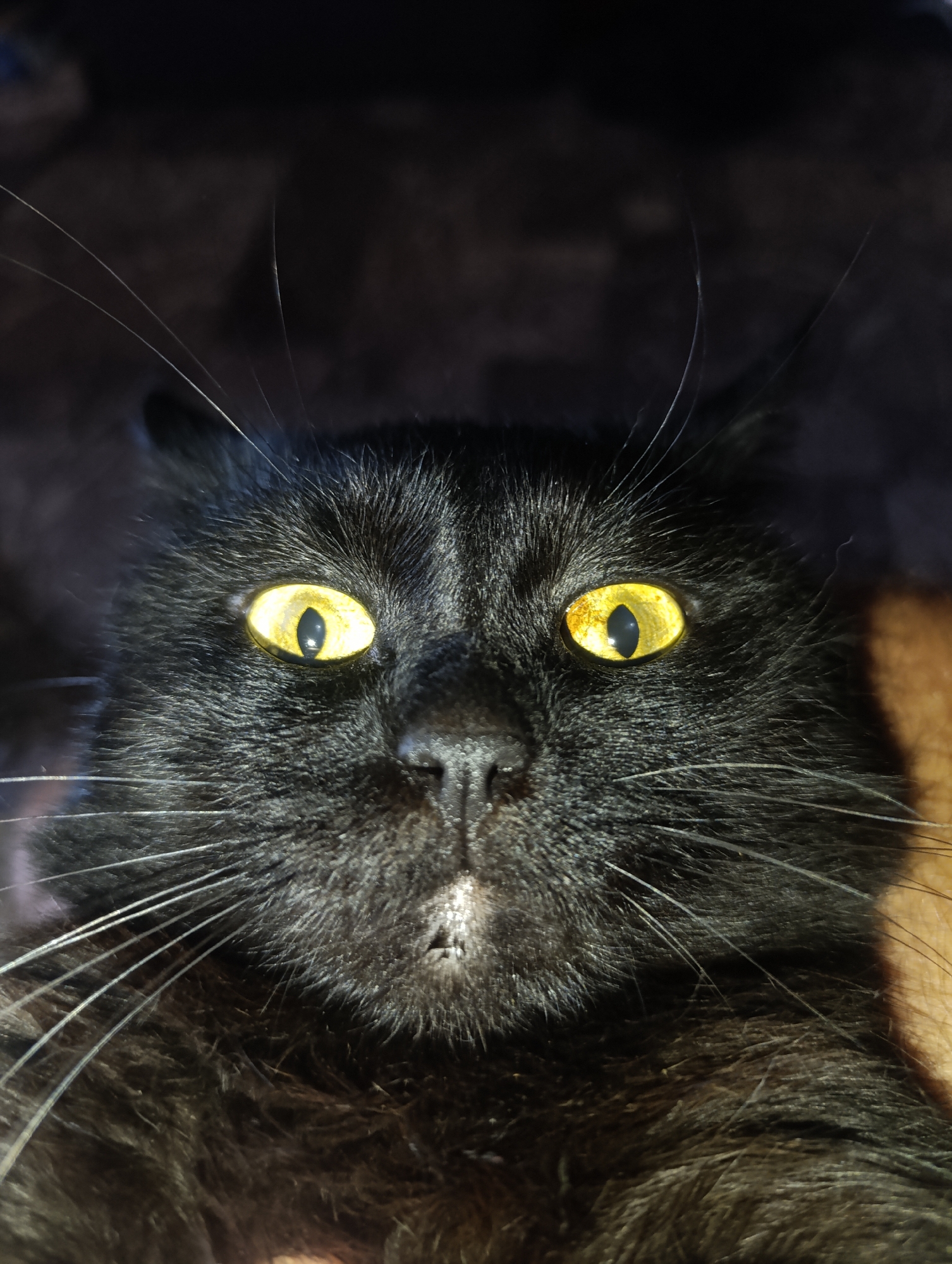 The image is a close-up, frontal, low-angle shot of a black cat's face, likely indoors. The cat has striking, bright yellow eyes with vertical pupils. Its fur appears thick and somewhat messy. Long, white whiskers fan out from its muzzle. There is a small amount of white or light-colored fur visible around its mouth. The background is dark and out of focus, suggesting a low-light environment. The lighting creates strong shadows, particularly on the cat's face, and highlights its fur and eyes. There is no discernible context of Zlatopil, Ukraine, in the image.