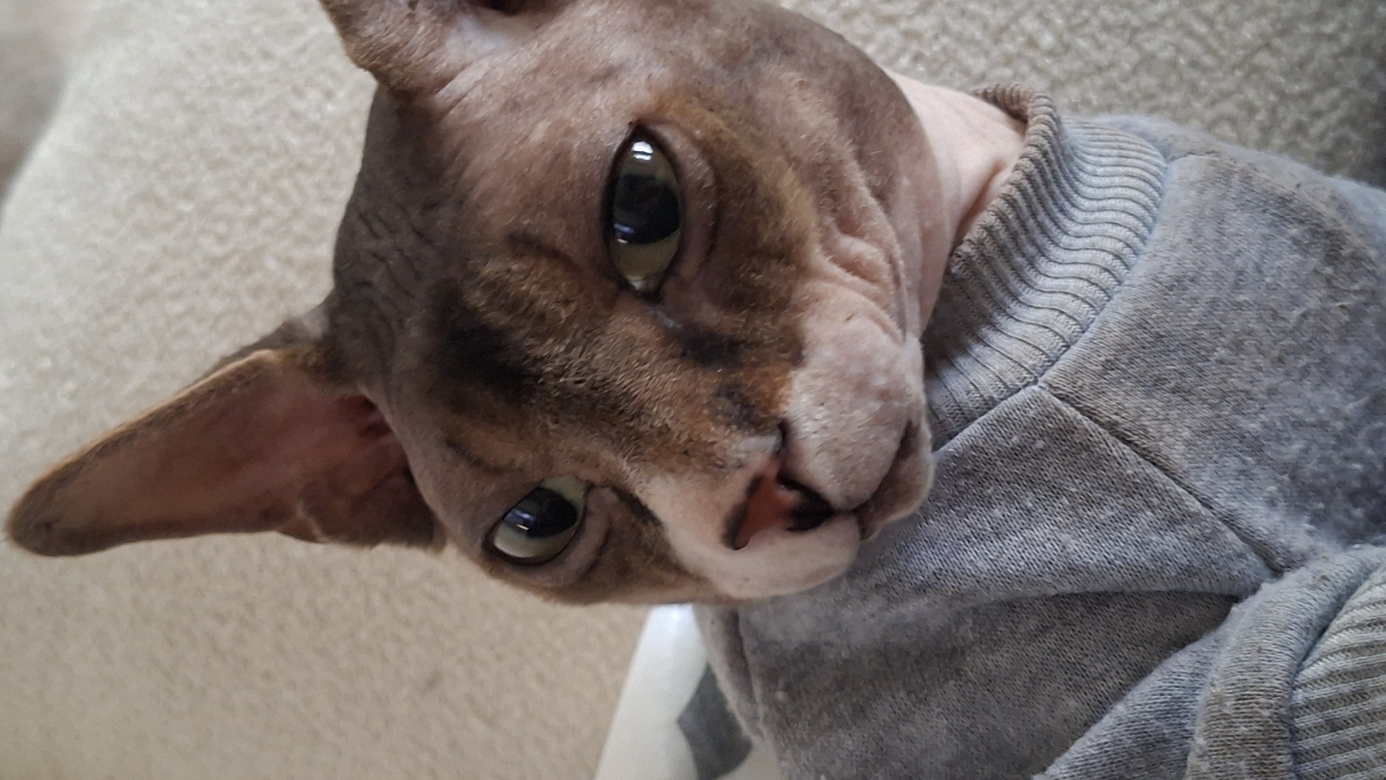 This is a close-up, indoor, eye-level shot of a Sphynx cat wearing a grey sweatshirt. The cat's face is the primary focus, with its large, expressive eyes looking directly at the camera. The cat's skin is a mottled brown and white. The background appears to be a light-colored, textured surface, possibly a couch or rug. There are no discernible urban or natural landscape elements in the image, and therefore, no contextual information about the city of Myadzyel, Belarus can be extracted. The image is solely focused on the cat and its attire.