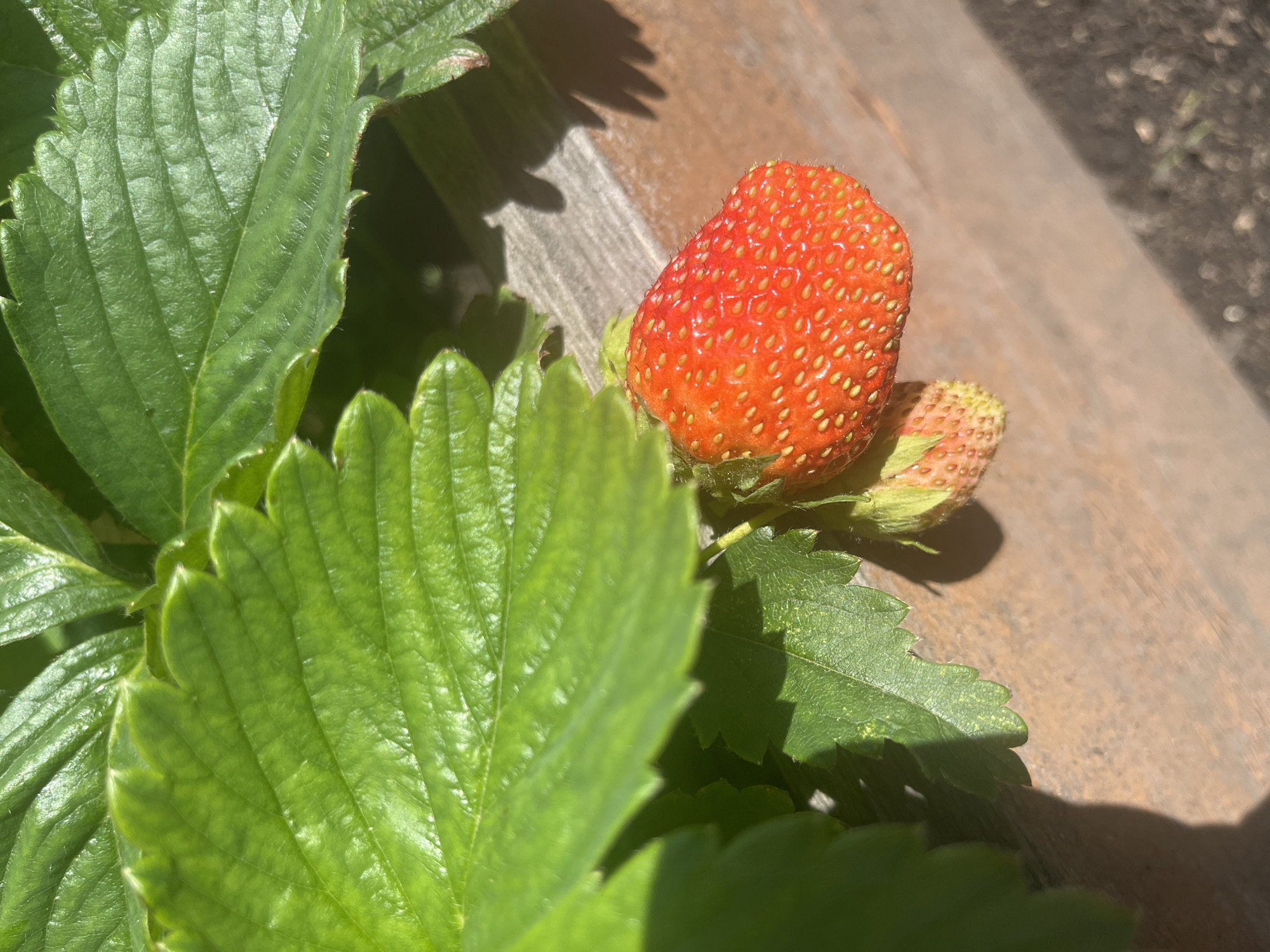 In Shadrinsk, Russia, a close-up shot captures a ripe strawberry on a plant, with its vibrant red skin dotted with yellow seeds. Adjacent to it, an unripe strawberry shows a pale green hue. The plants are illuminated by bright sunlight, casting sharp shadows on the wooden surface below.