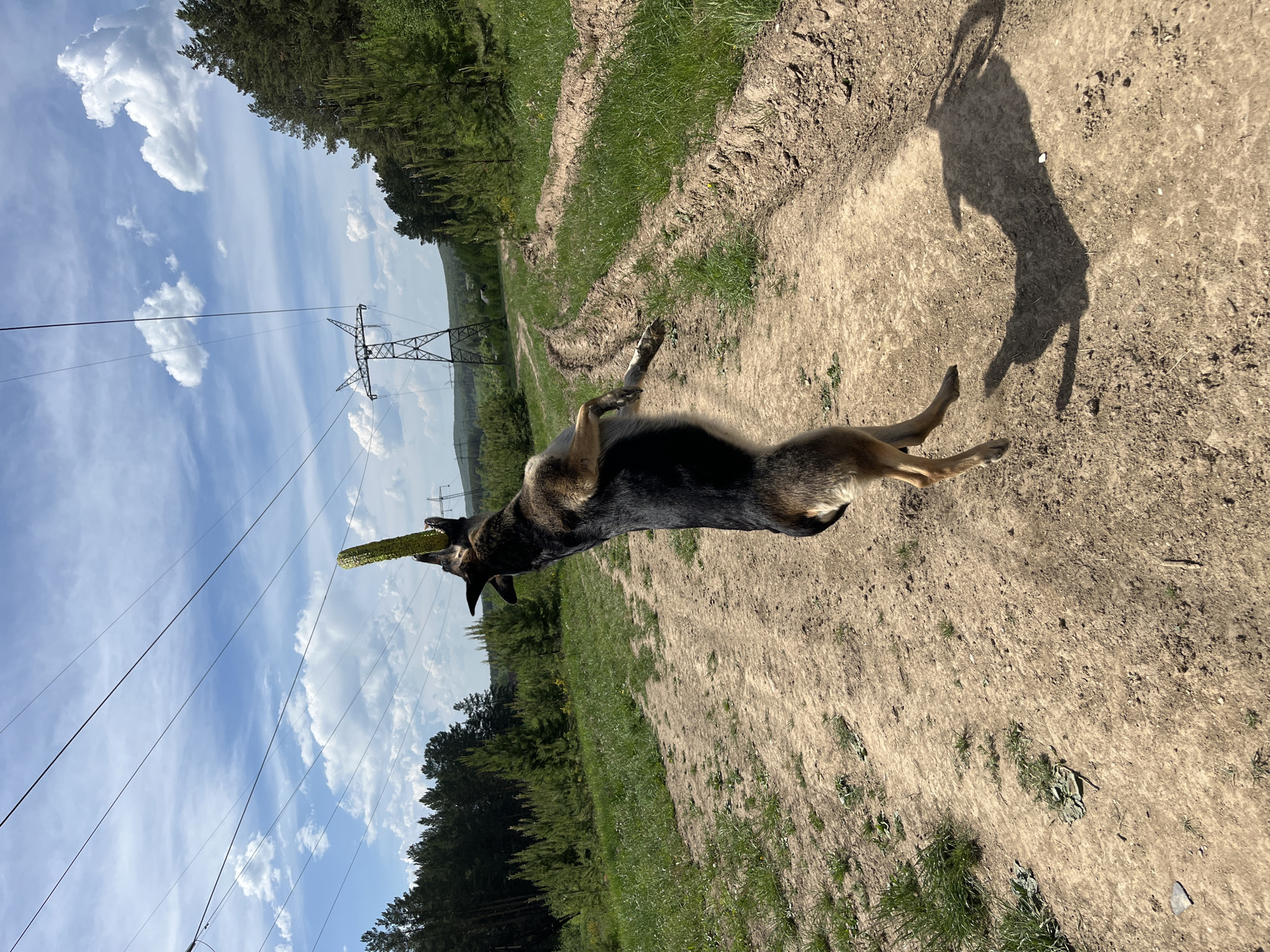 A medium-sized dog is captured mid-air on a dirt path, with a green object in its mouth. The location is a rural area with trees to the left and a field to the right. In the distance, power lines and a transmission tower are visible under a partly cloudy sky. The dog's shadow is cast on the ground beside it. The scene appears to be in a natural setting, possibly near the city of Nizhny Tagil, Russia, given the landscape and infrastructure.