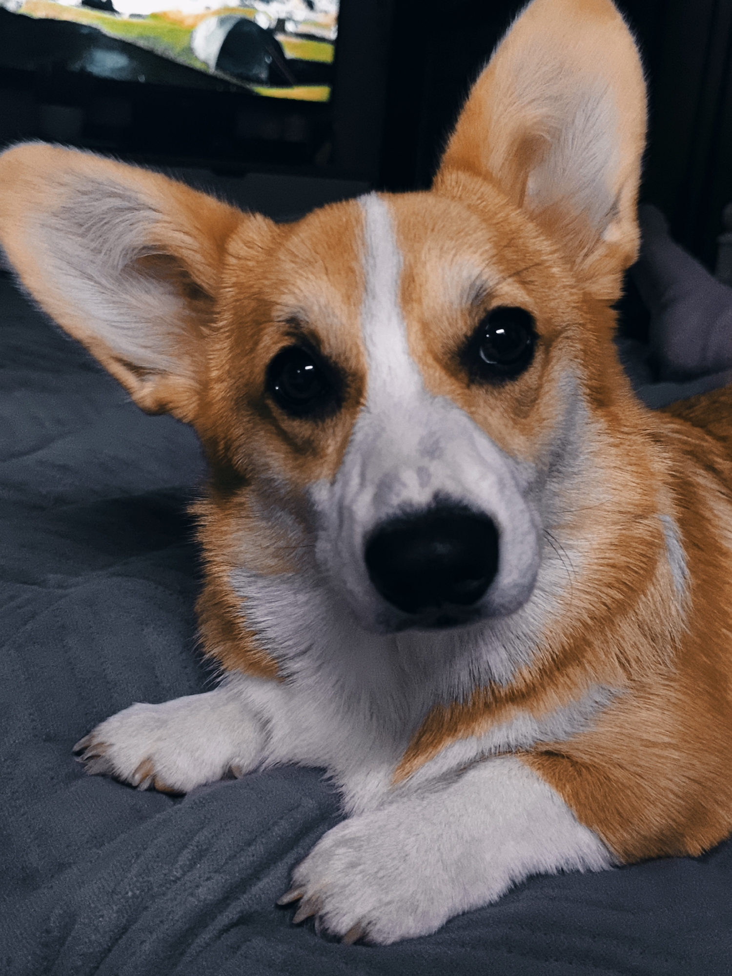 A close-up, medium shot captures a Pembroke Welsh Corgi lying on a gray, textured surface. The dog is predominantly orange and white, with prominent upright ears and dark, expressive eyes. Its head is tilted slightly, and its gaze is directed towards the camera. The background is dark and out of focus, with a blurred colorful image visible on a screen in the upper left corner, possibly a television. The lighting is dim, creating soft shadows and highlighting the dog's fur. The overall mood is intimate and relaxed. The image appears to be taken indoors.