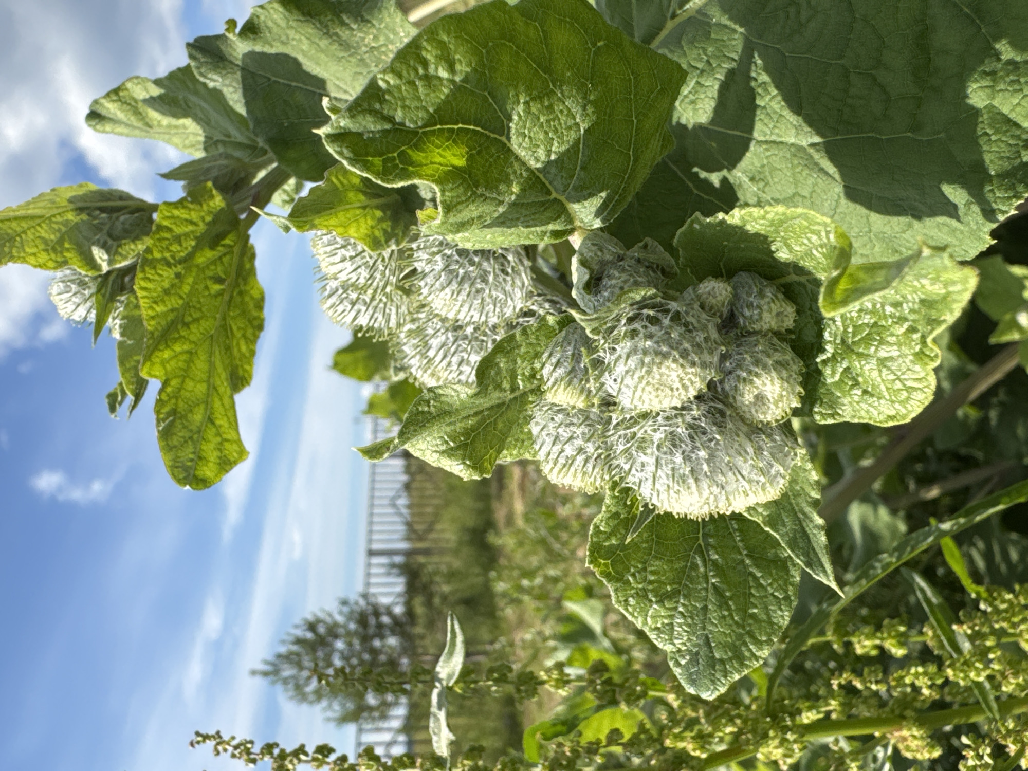 The image showcases a close-up view of a plant with large, textured green leaves and fuzzy, spiky seed pods. The plant is set against a backdrop of a bright blue sky with wispy white clouds, suggesting a clear day. In the distance, a hint of a fence and some greenery can be seen, indicating an outdoor setting. The sunlight casts shadows on the leaves, highlighting their intricate vein patterns and the soft texture of the seed pods. The focus is tightly on the plant, with the background slightly blurred, emphasizing the details of the foliage and seed heads. The overall impression is one of nature's organic beauty.