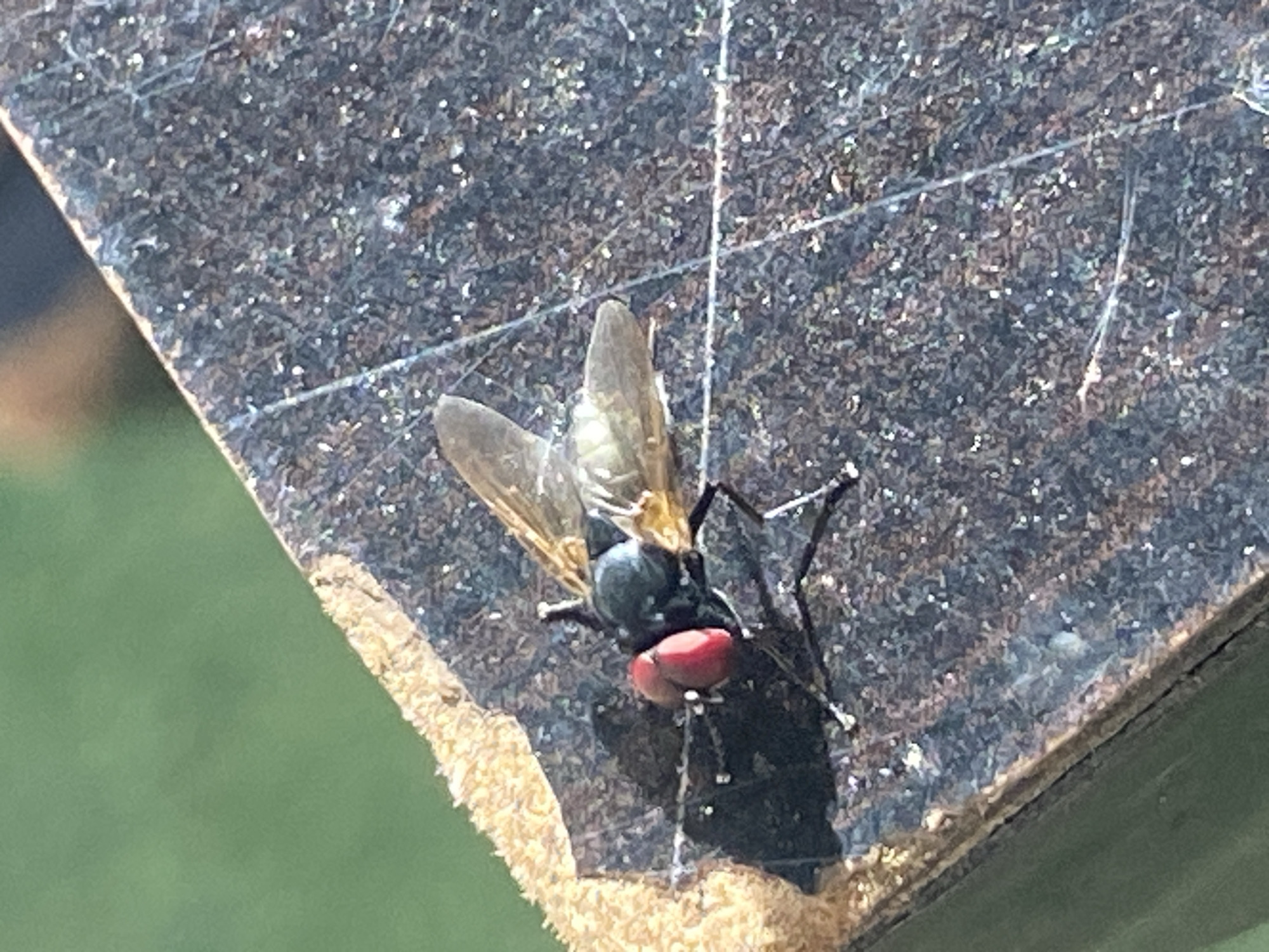 An overhead shot captures a fly resting on a dark, textured surface. The fly, dark gray with prominent bright red eyes, is positioned in the center of the frame. Its transparent wings are spread, and its legs are extended, suggesting it is either about to take flight or has just landed. The surface it rests on appears to be a weathered, possibly wooden, plank with a rough, speckled texture. To the left of the plank, a blurry green background indicates an outdoor environment, possibly foliage or grass. To the far left, a textured, light brown edge of another object is visible, also out of focus. The scene is lit by natural light, casting subtle shadows. No people are present.