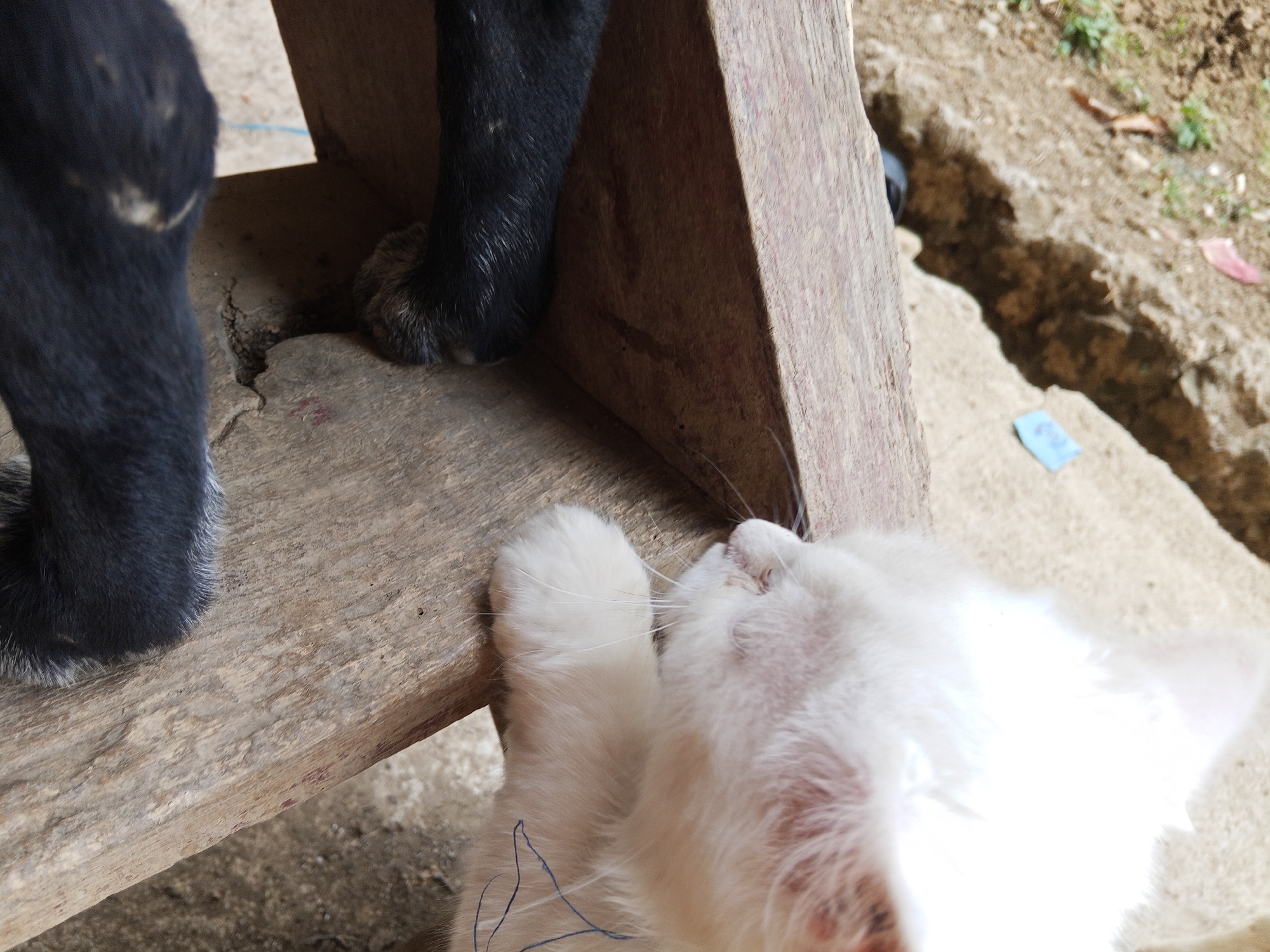 A close-up image shows a white cat napping next to the paws of a black dog. The cat is lying on its side, with its face turned towards the viewer. Its eyes are closed, and its fur is soft and white. The dog's paws are black and furry, and they are resting on a wooden surface. The background is blurred, but it appears to be an outdoor setting with some greenery and dirt. The image captures a moment of peaceful coexistence between two animals.