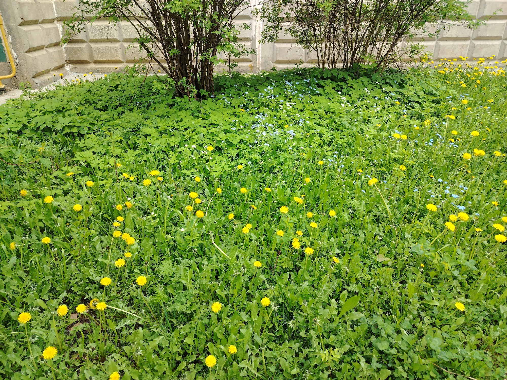 The image shows a grassy area in an urban location, likely a small garden or patch of land adjacent to a building. Two small trees or bushes are planted near the building's foundation. The ground is covered in a mix of green plants, including what appears to be ground cover, grass, and numerous dandelions with their bright yellow flowers. There are also small blue flowers scattered throughout the grass. The building is constructed of concrete blocks with a geometric pattern. A yellow pipe runs along the side of the building. The image was taken during daylight. There are no people visible. The city is Unknown, Unknown.