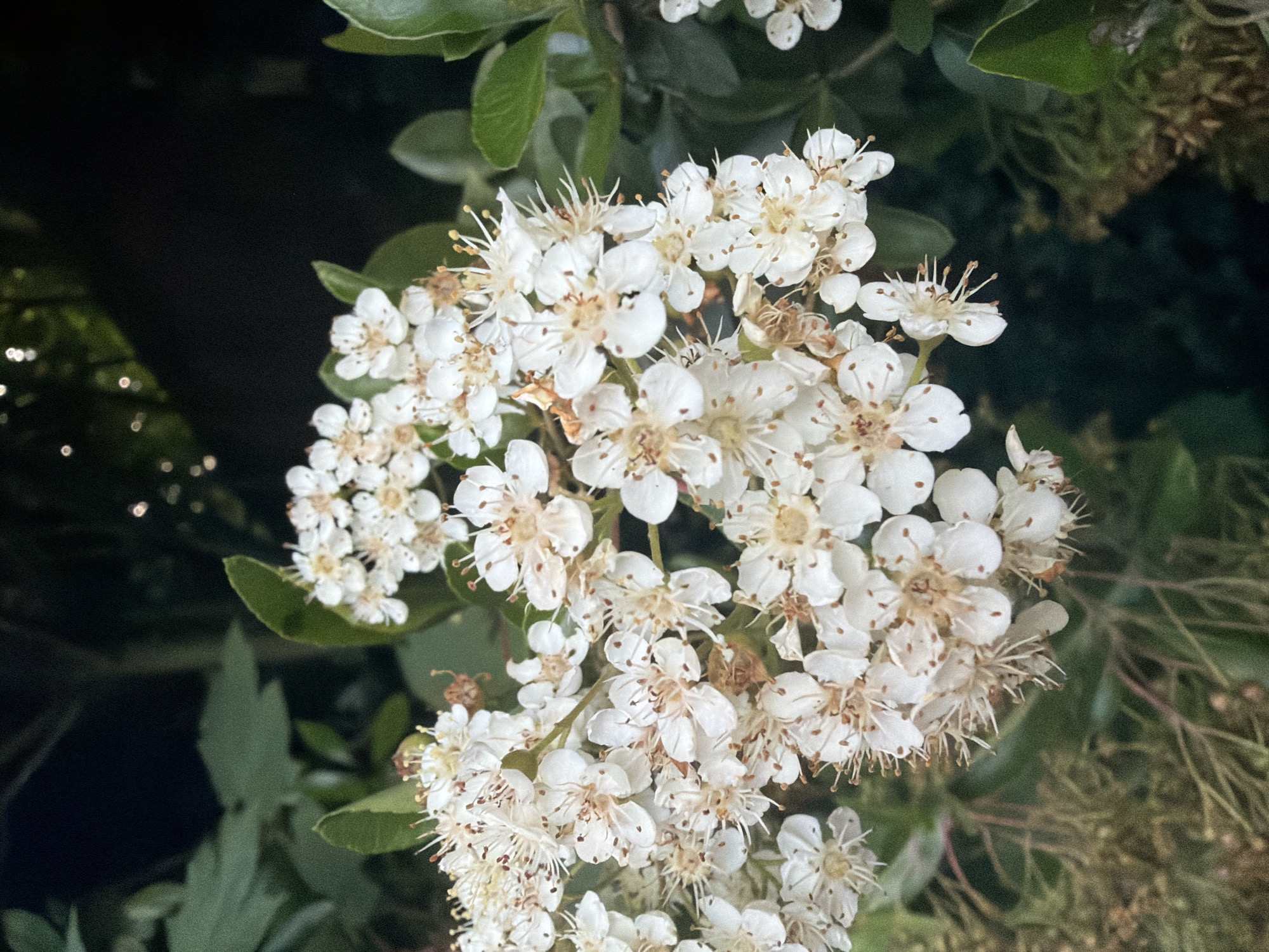 Depicting a scene in Maidstone, United Kingdom, the image presents a detailed close-up of a dense cluster of small, white five-petaled flowers. Each flower exhibits numerous slender white stamens tipped with light brown anthers, creating a speckled, textured appearance across the collective bloom. Some petals display minor brown discoloration, indicating a natural aging process. The flowers are surrounded by and interspersed with dark green, ovate leaves, some in sharp focus and others blurred. The background is largely dark and indistinct, suggesting shaded foliage or an out-of-focus distant environment, with subtle bokeh effects visible in the upper sections. No human presence, specific actions, or artificial objects are discernible within the frame. The scene is illuminated by natural light, highlighting the white flowers against the darker greenery.