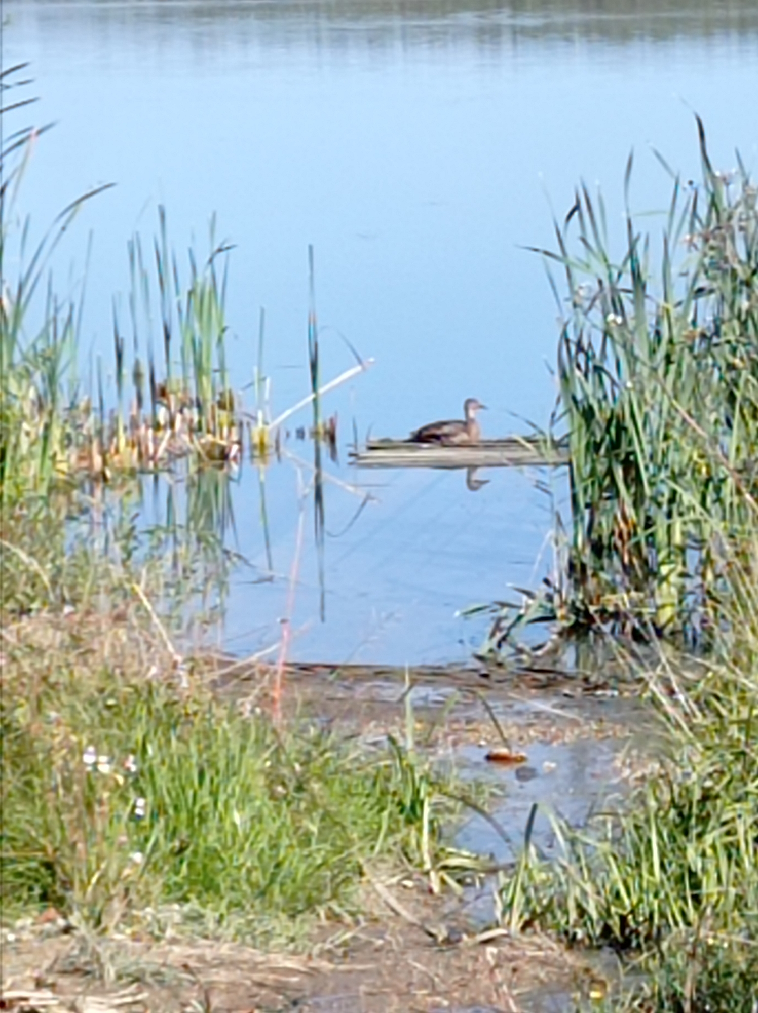 A lone duck is perched on a floating log in a calm body of water, surrounded by tall reeds and aquatic vegetation. The water is a light blue, reflecting the clear sky. The duck is facing to the left, with its body turned slightly towards the viewer. The log it is sitting on appears to be partially submerged. In the foreground, the bank of the water is covered in green grass, with some small white flowers visible. The scene is serene and natural, suggesting a peaceful habitat for wildlife.