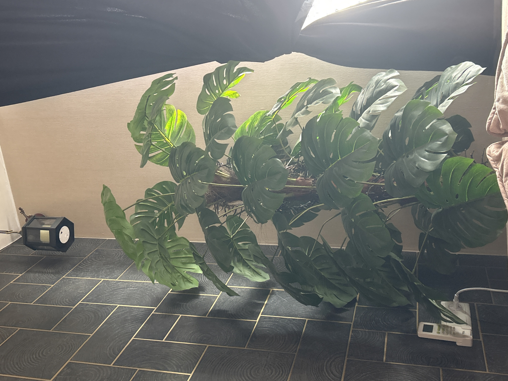 The image shows a room with a large Monstera plant as the central subject. The plant, with its signature split leaves, is positioned horizontally, likely suspended or supported, and fills a significant portion of the frame. The plant's leaves extend downwards, touching the floor.
The room features dark, patterned tile flooring, appearing to be dark grey/black with a circular pattern on each tile, separated by gold lines. The walls are a light beige/tan color. There are signs of artificial lighting, including a black, lantern-shaped light fixture on the floor to the left and bright light reflecting near the top of the frame. A white surge protector with a power cord is visible on the floor to the right. There are no people visible in the image.
Given the overall aesthetic, the location of Tbilisi, Georgia is unknown, as the image presents no clues to its geographical location.