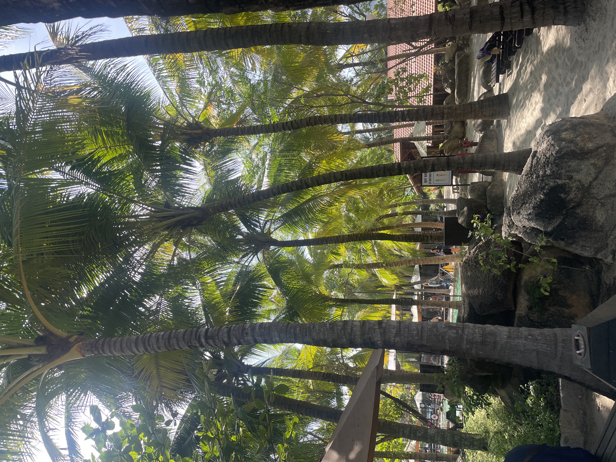 The image shows a scene in Nha Trang, Vietnam. There are several palm trees with green fronds lining a path or walkway. A glimpse of a building with a red-tiled roof can be seen in the background. Some rocks and vegetation are present. There is what appears to be a beach area with lounge chairs in the far background. People can be seen walking in the middle ground. There is an informational sign, written in the Vietnamese language, visible amongst the palms.