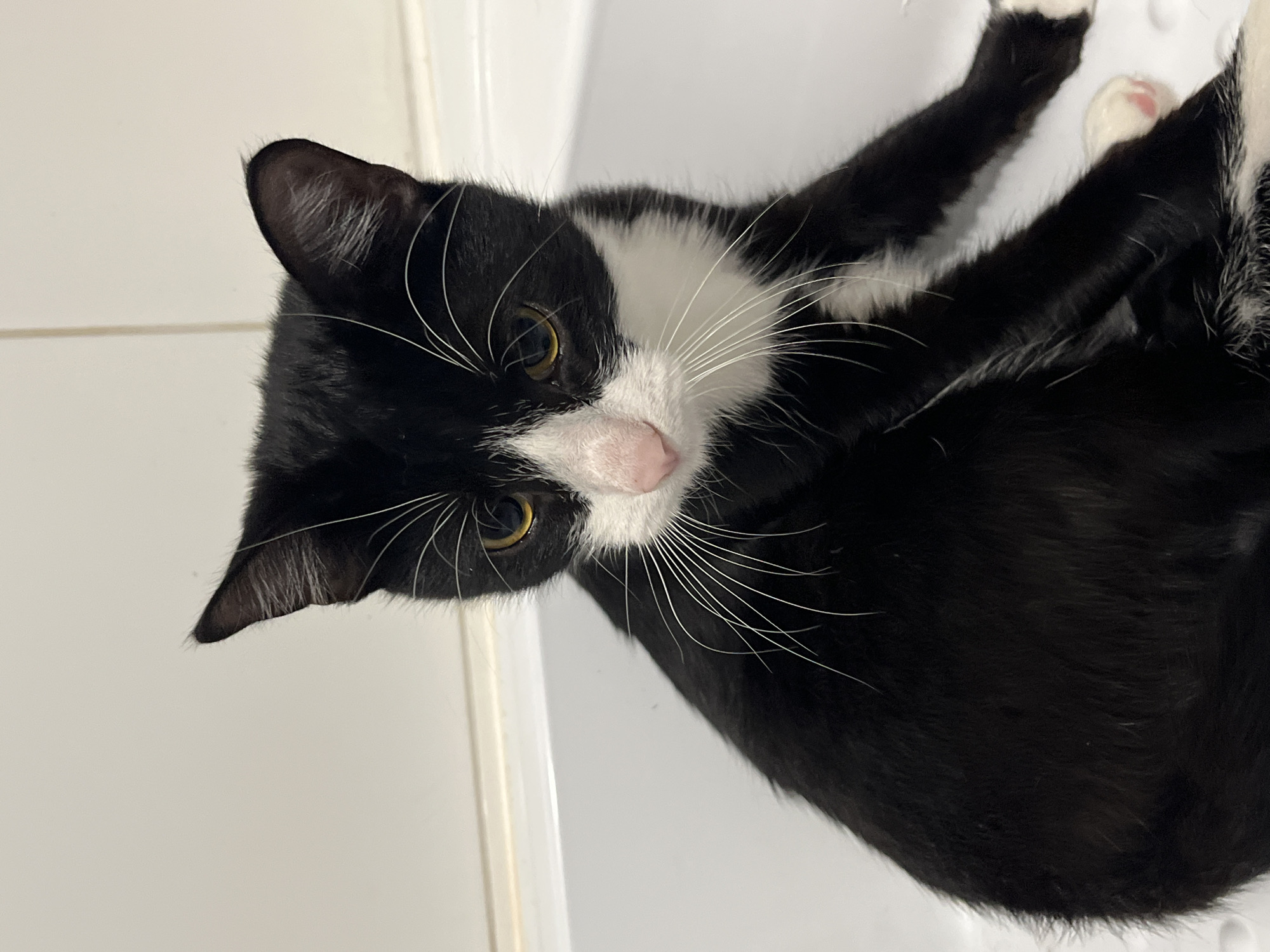 A black and white cat is lying on its back in what appears to be a white tub or sink. The cat has a pink nose, golden eyes, and long white whiskers. Its paws are visible. The background is a plain white surface. The location of the scene is unknown and is not related to the city of Saint Petersburg, Russia.