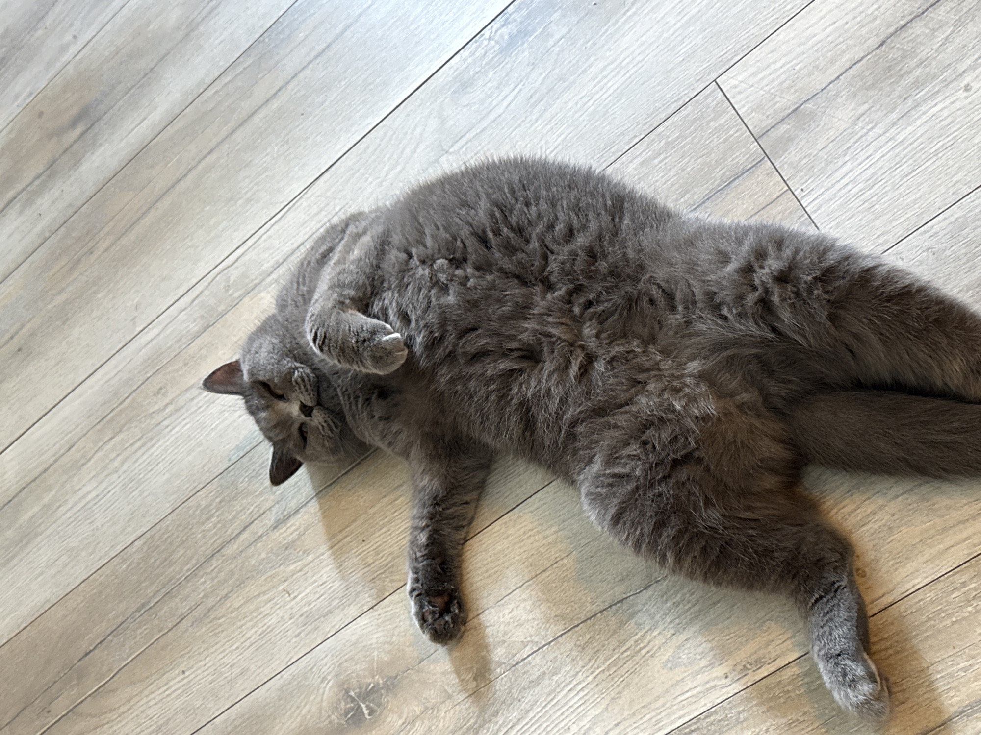 A fluffy grey cat is lying on its back on a light-colored wooden floor. The cat's eyes are closed, and its paws are relaxed. The floorboards are oriented diagonally from the bottom left to the top right of the image. There are no people or other objects visible in the image. The scene is indoors.