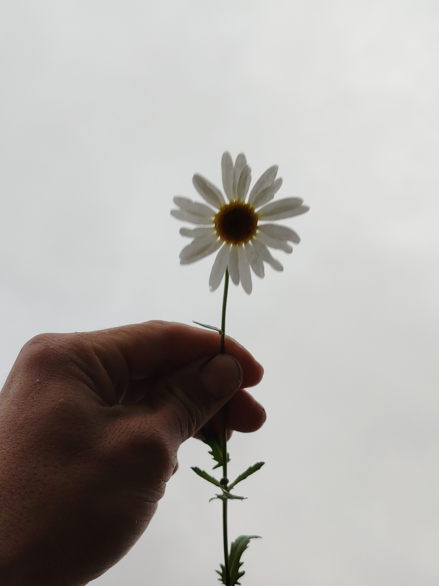 In an overcast sky, a hand holds a single daisy. The daisy, viewed from below, is silhouetted against the bright sky, its white petals radiating from a dark center. The hand, a medium skin tone, grips the stem of the flower near its base, with fingers bent and thumbs visible. The background is a uniform, pale gray, indicating a cloudy day. The image appears to have been taken outdoors in an urban or suburban setting, possibly a park or garden. The location in Chaikovsky, Russia, is not visually discernible from the image itself.
