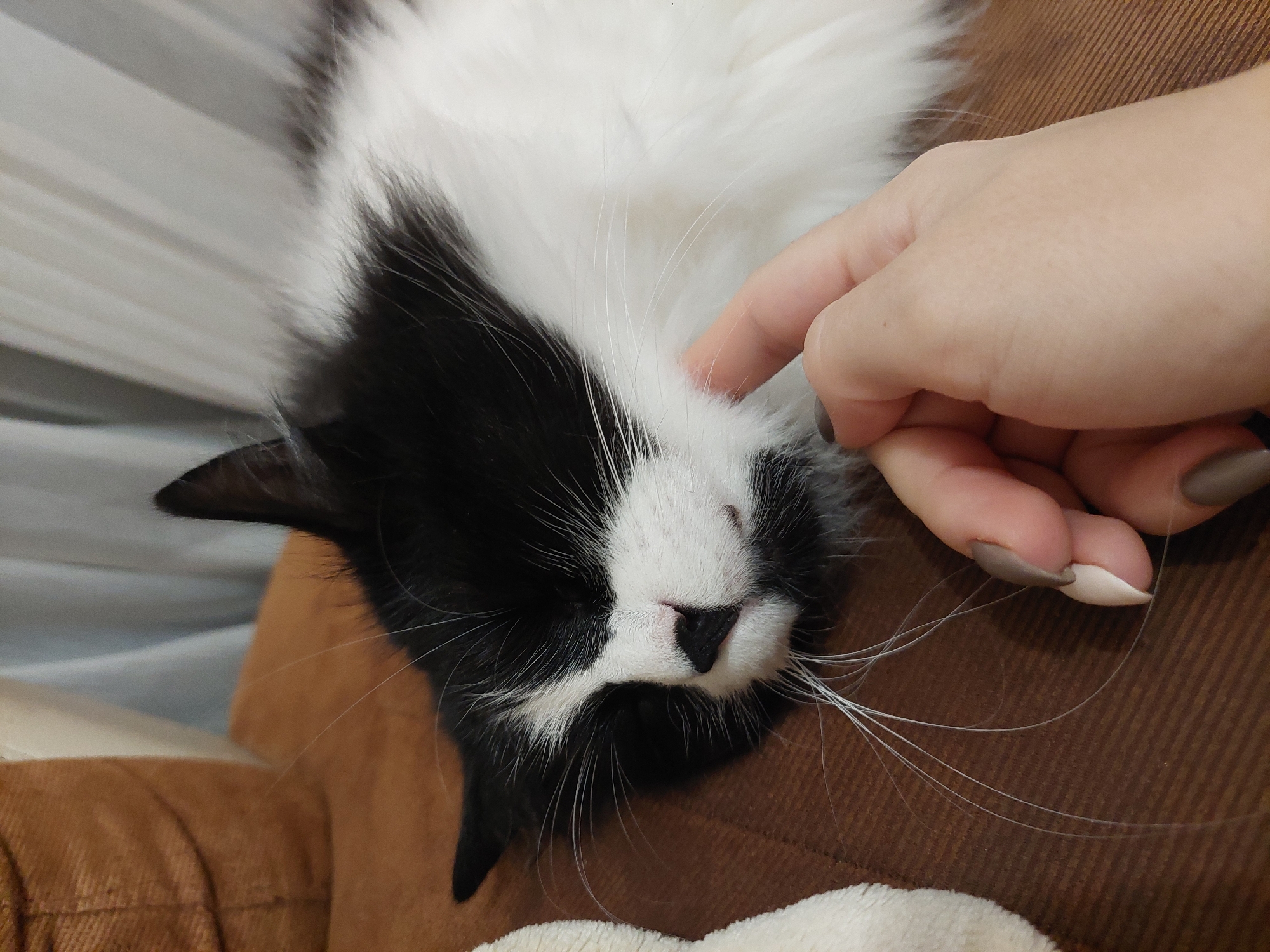 A close-up shot shows a black and white cat lying upside down on a brown textured surface, possibly a piece of furniture or bedding. A human hand with painted nails is gently touching the cat's face. The cat appears to be relaxed, with its eyes closed. The background is blurred, suggesting a shallow depth of field.
The location in the city of Plovdiv, Bulgaria, cannot be determined from the image.
