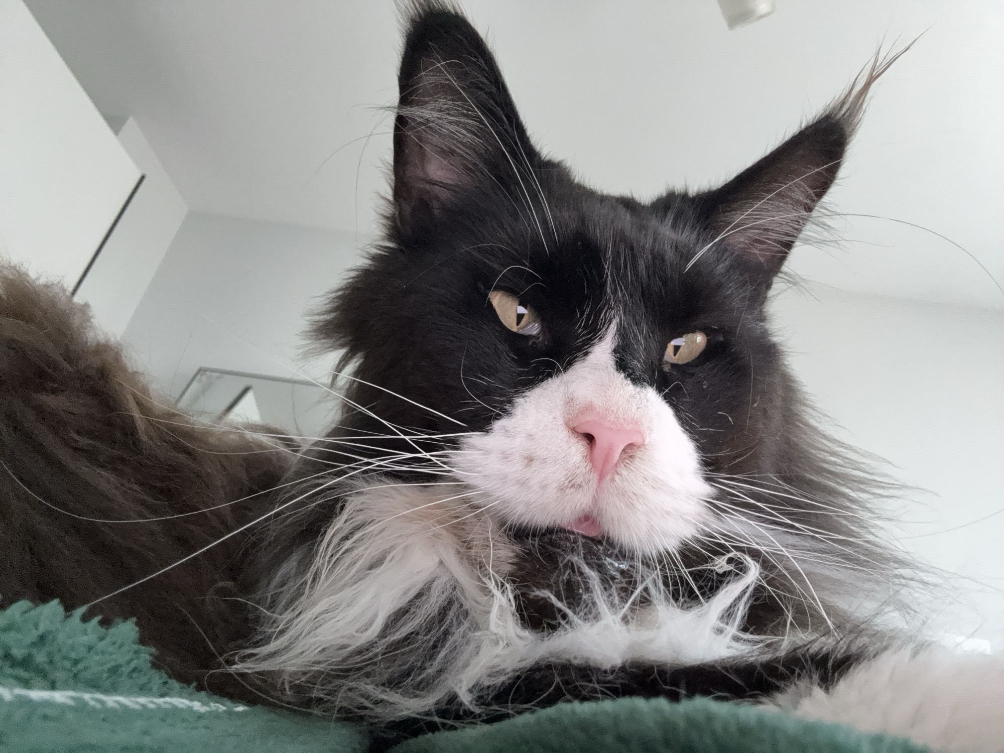 The image shows a close-up, low-angle view of a black and white Maine Coon cat. The cat is lying down on a green, textured surface, possibly a blanket or cushion. The cat has amber eyes, a pink nose, and long white whiskers. The cat's tongue is slightly visible. The background is blurred, but appears to be a room with white walls. A light fixture is visible in the upper right corner. The location is Unknown, Unknown.